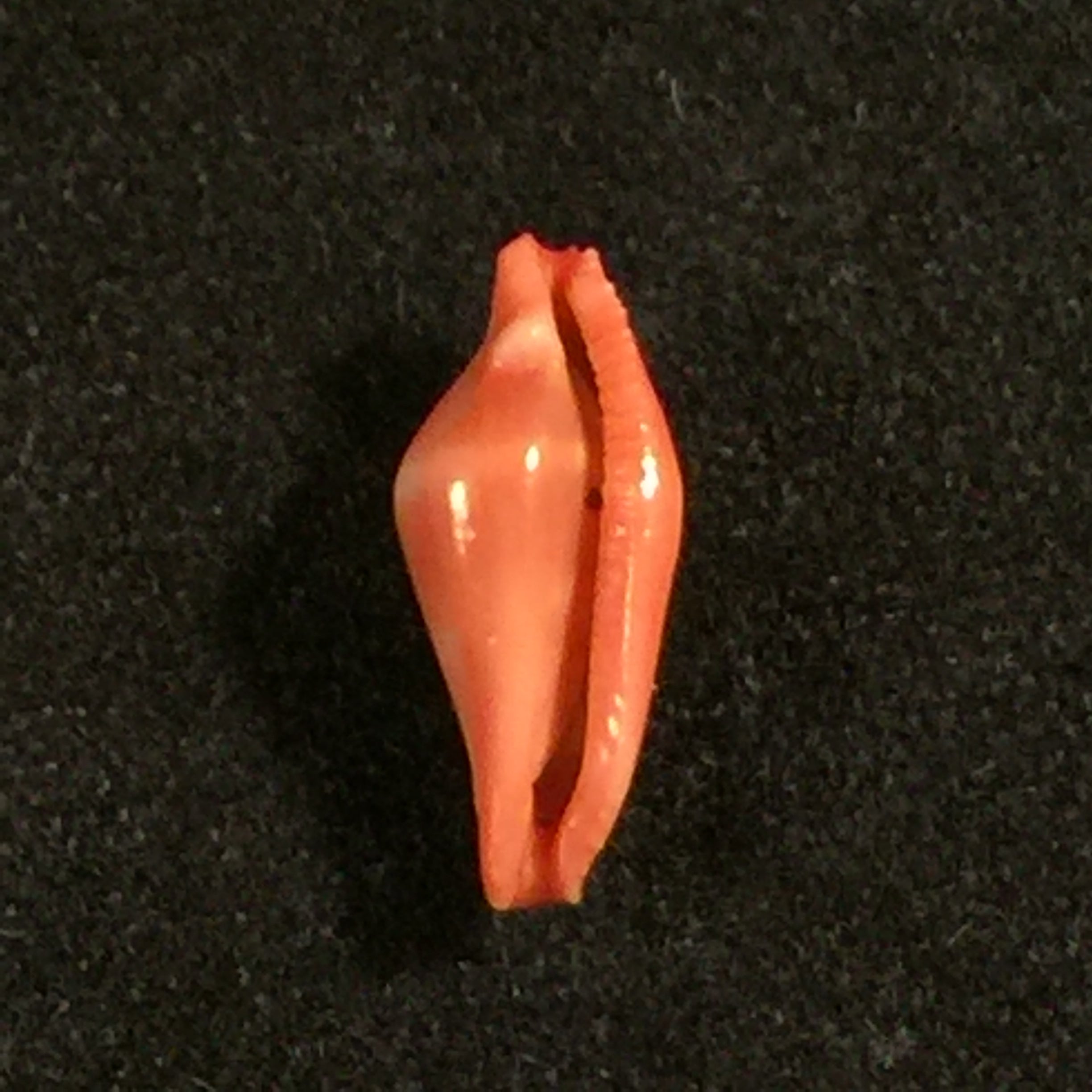 Crenavolva striatula(GB Sowerby I, 1828)- 11,1毫米