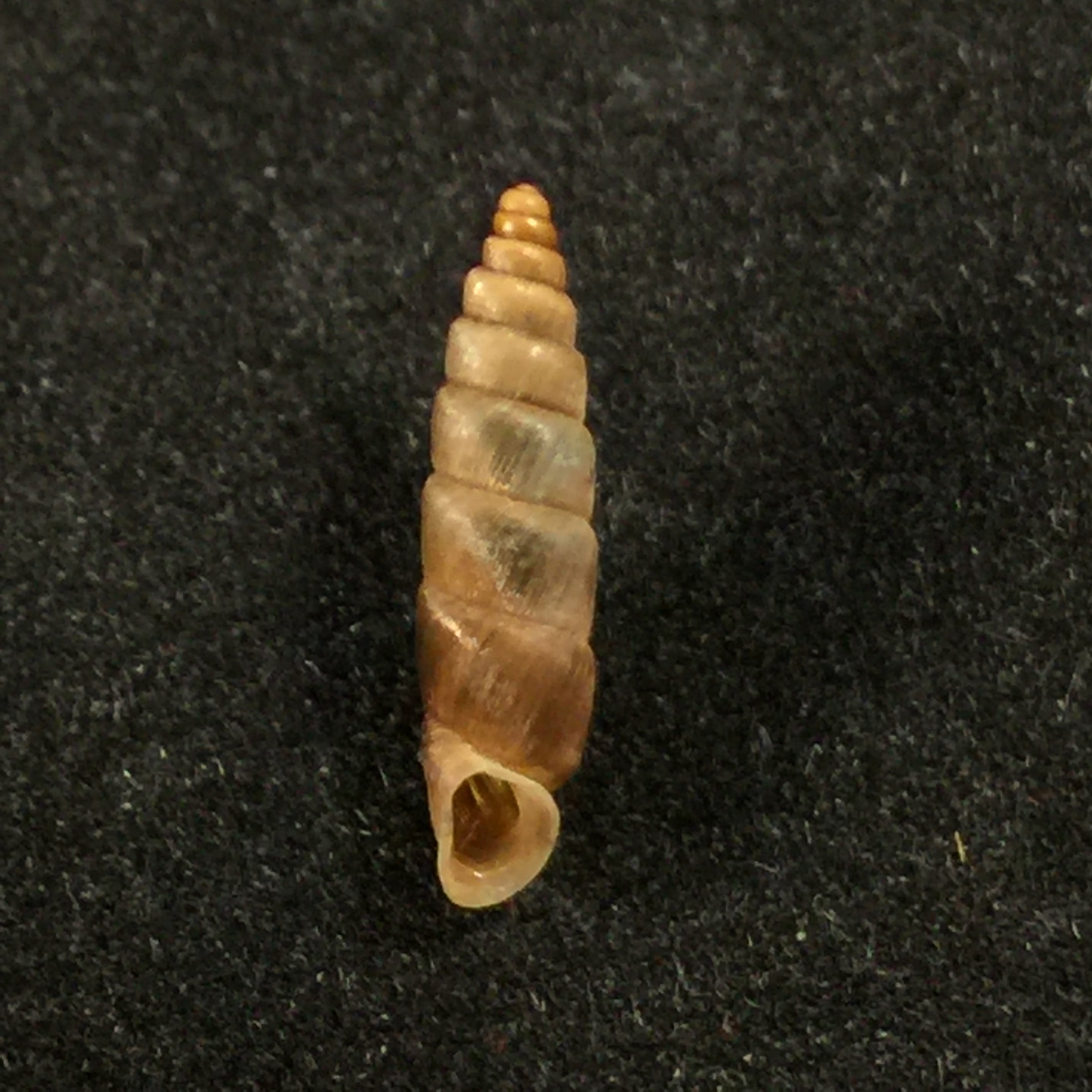Parabalea pilsbryi laraosensis Weyrauch, 1960 - 13,5毫米