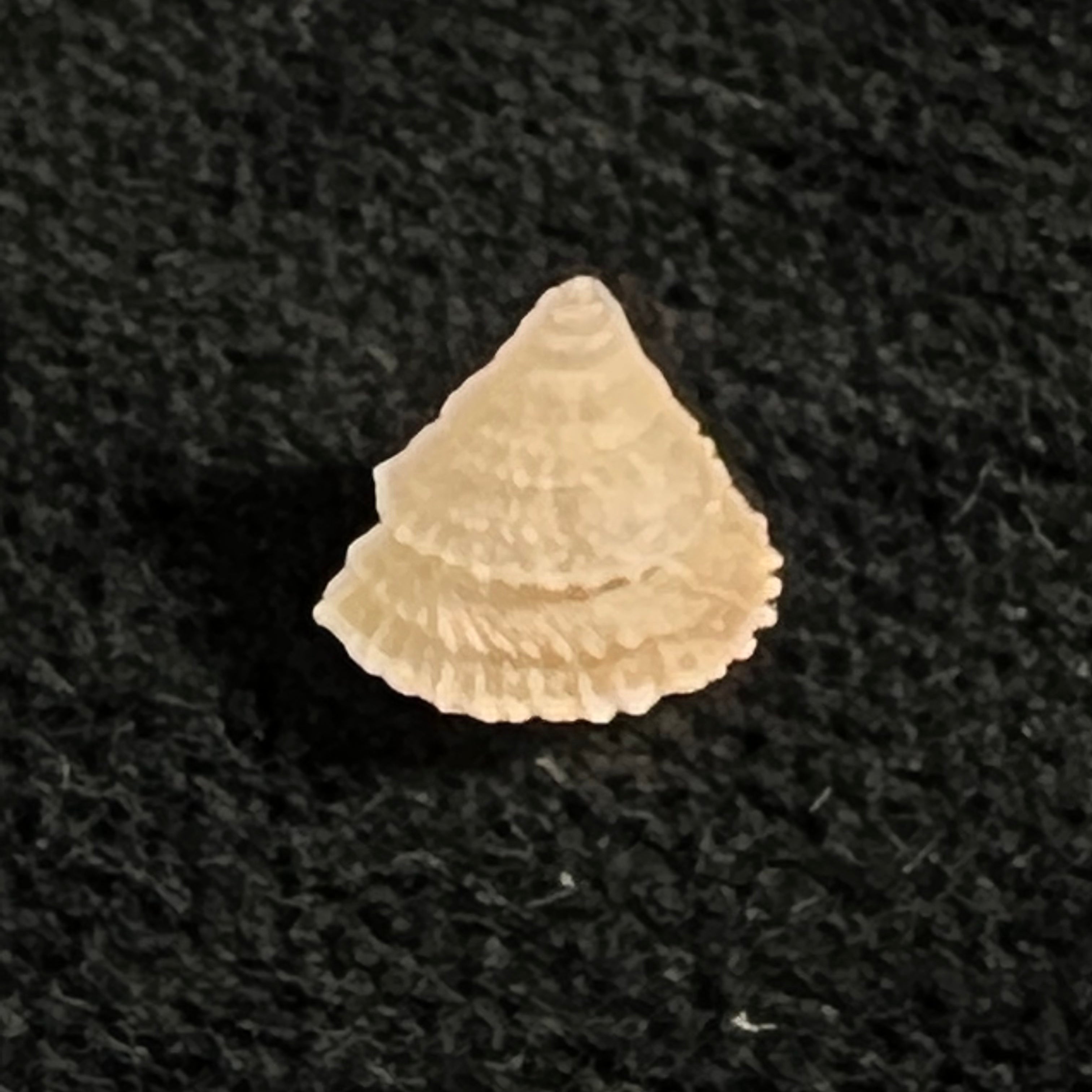 Obelus pumilio (Dillwyn, 1817) - 7,6mm