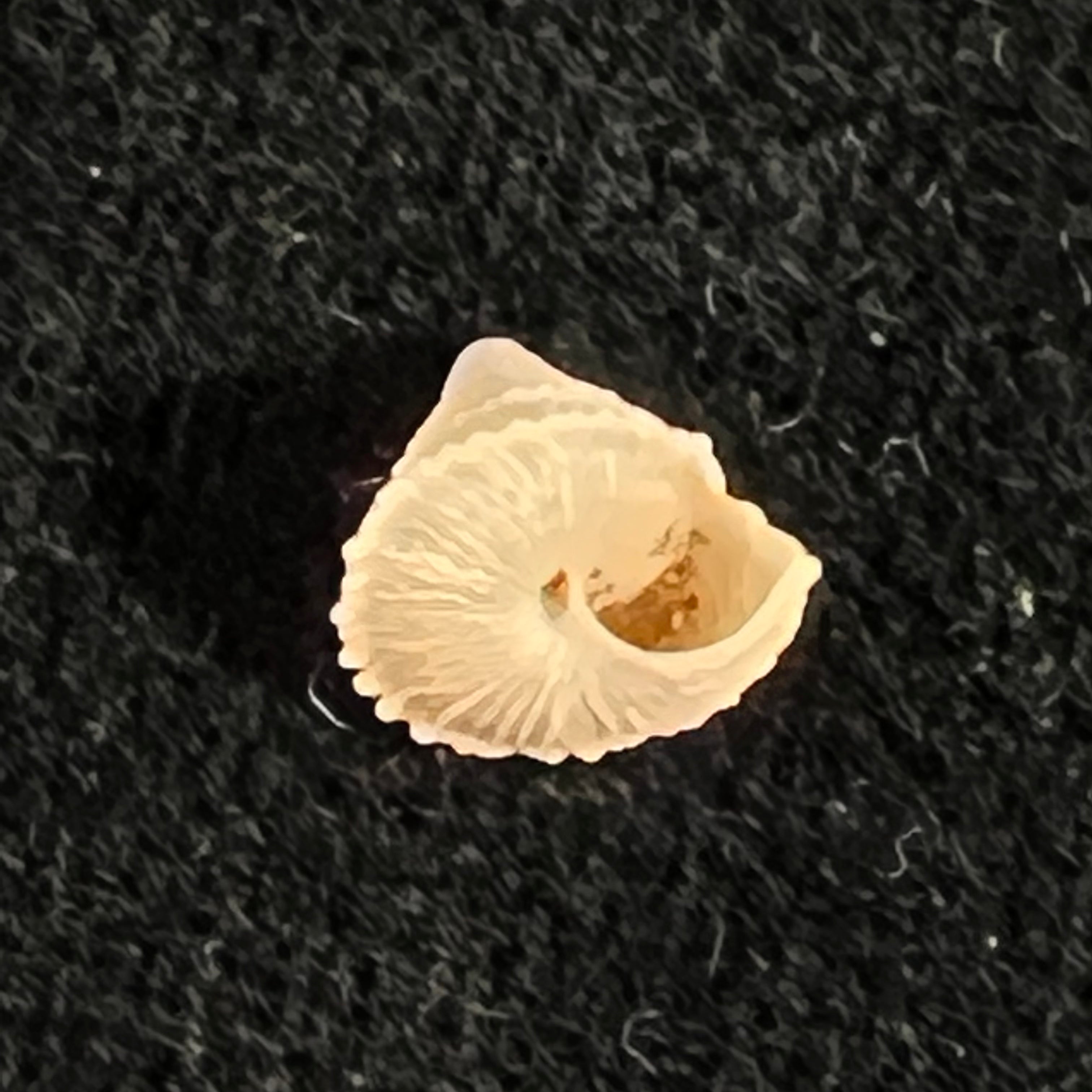 Obelus pumilio (Dillwyn, 1817) - 7,6mm