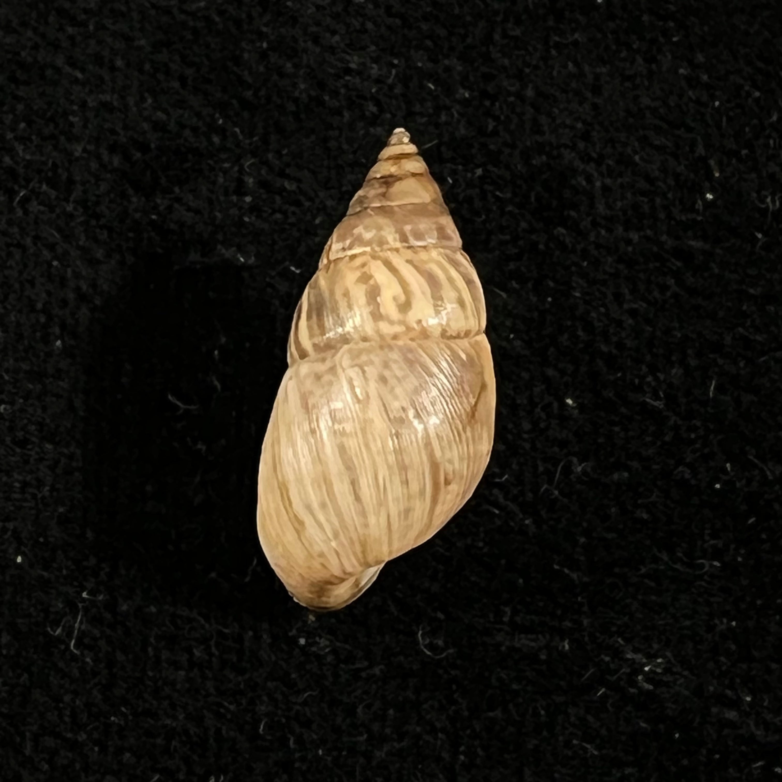 Bostryx umbilicatus Miller, 1979 - 21,6毫米