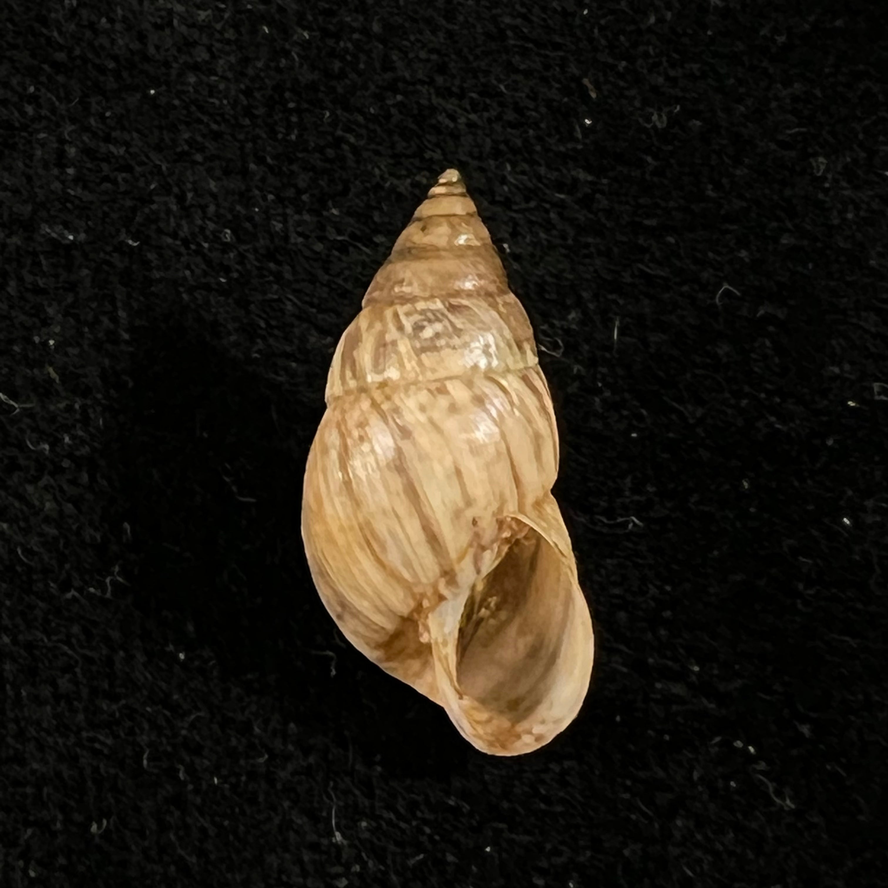 Bostryx umbilicatus Miller, 1979 - 21,6毫米