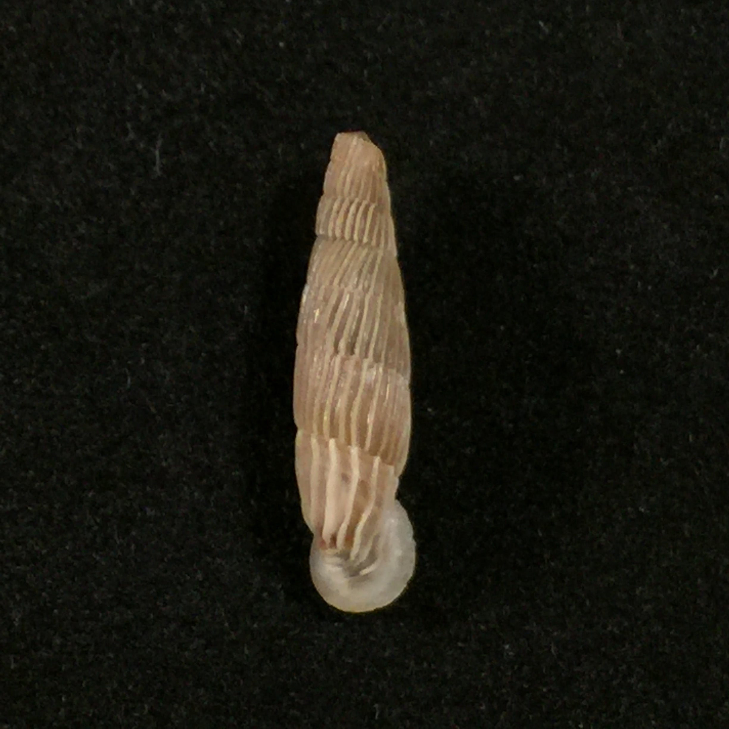 Charpenteria (siciliaria) crassicostata,(L. Pfeiffer, 1856) - 21 毫米