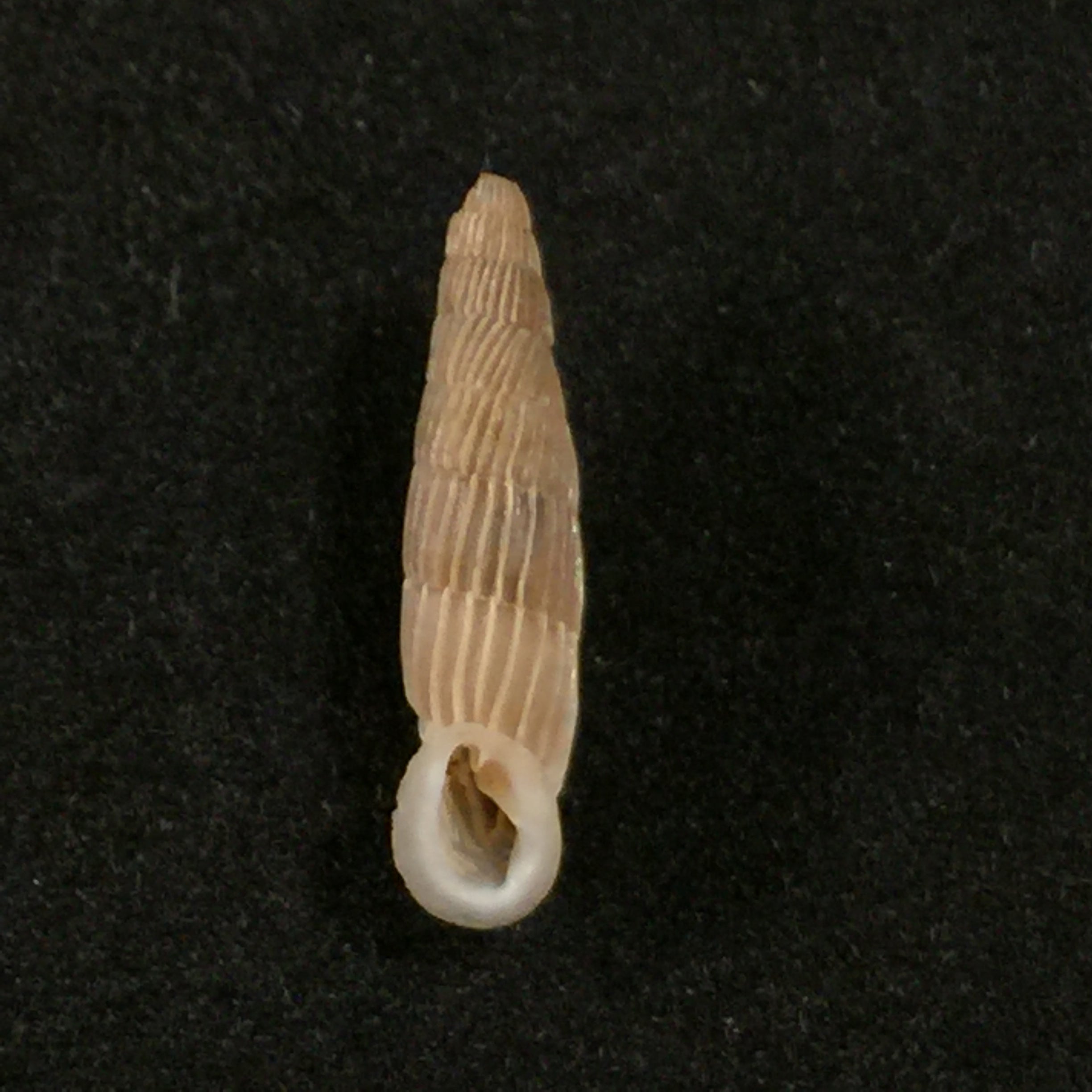 Charpenteria (siciliaria) crassicostata,(L. Pfeiffer, 1856) - 21 毫米
