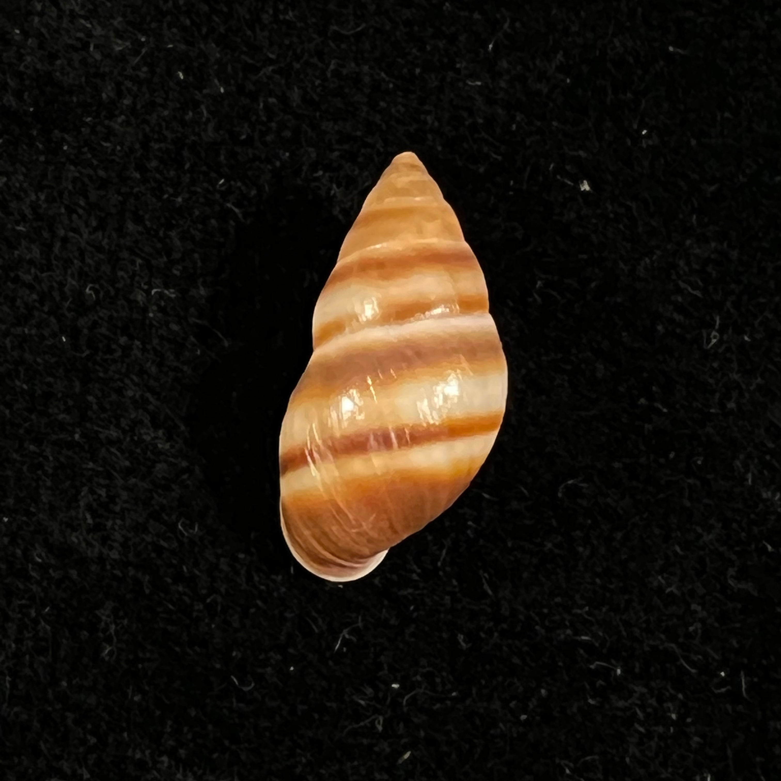 Bulimulus guadalupensis (Bruguière, 1789) - 16,8毫米