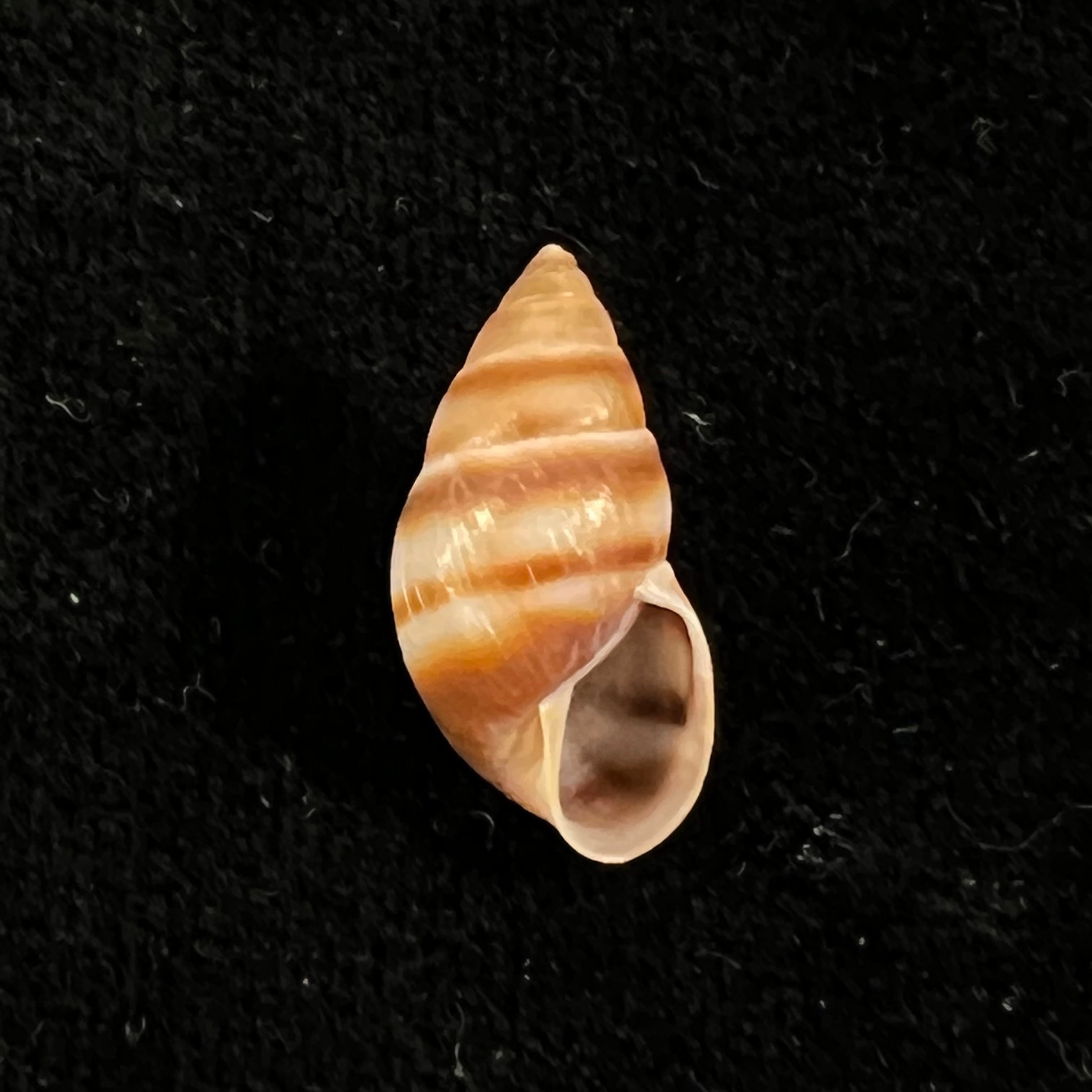 Bulimulus guadalupensis (Bruguière, 1789) - 16,8毫米