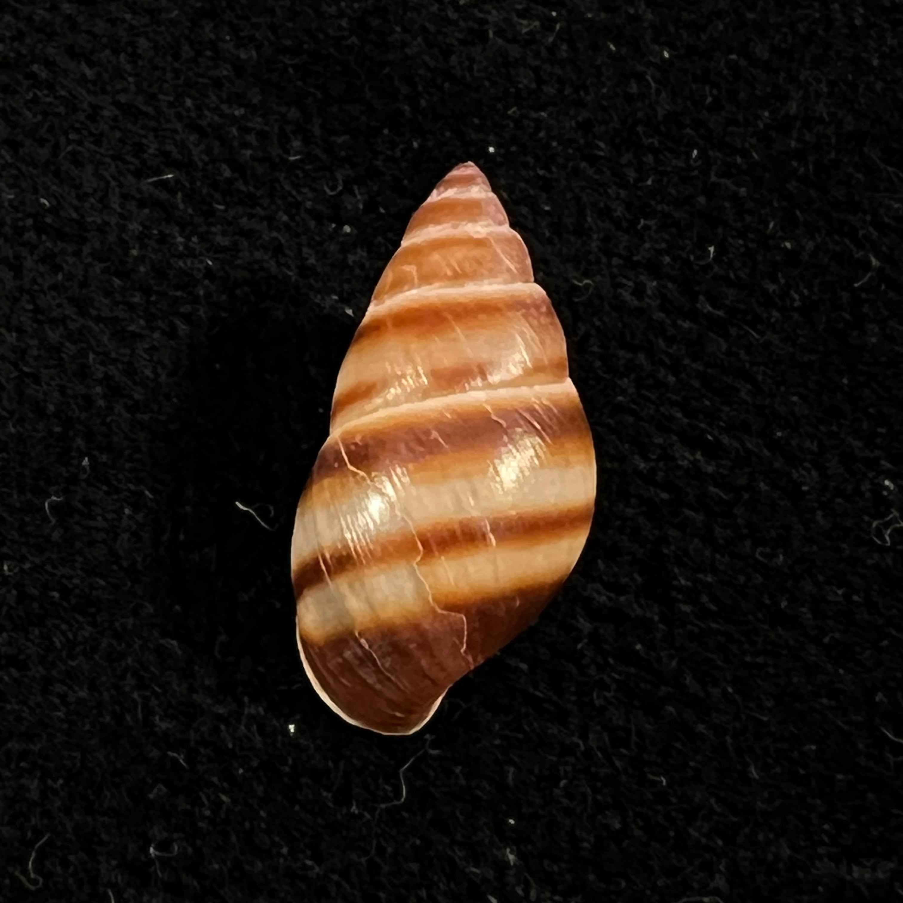 Bulimulus guadalupensis (Bruguière, 1789) - 17,1mm