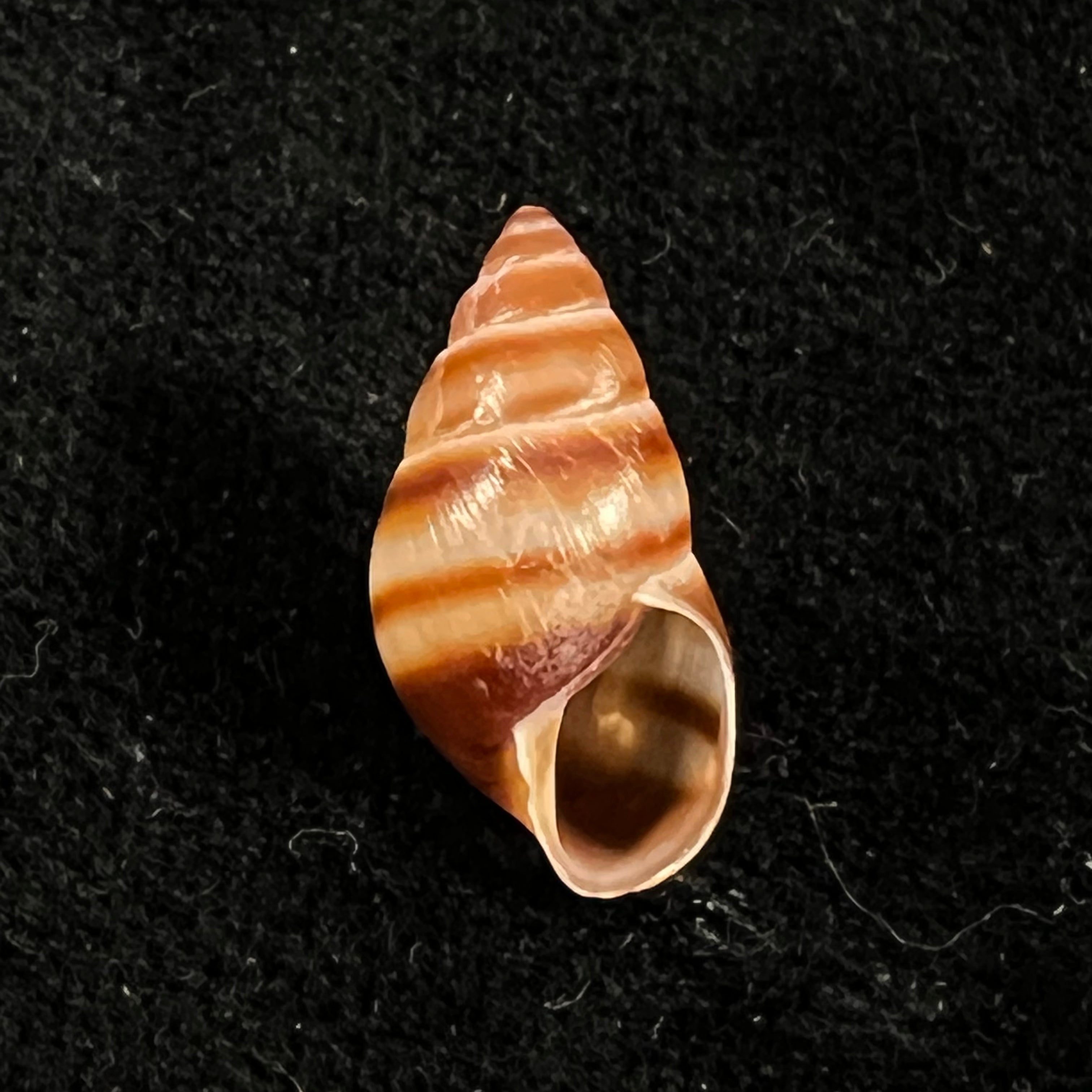Bulimulus guadalupensis (Bruguière, 1789) - 17,1mm