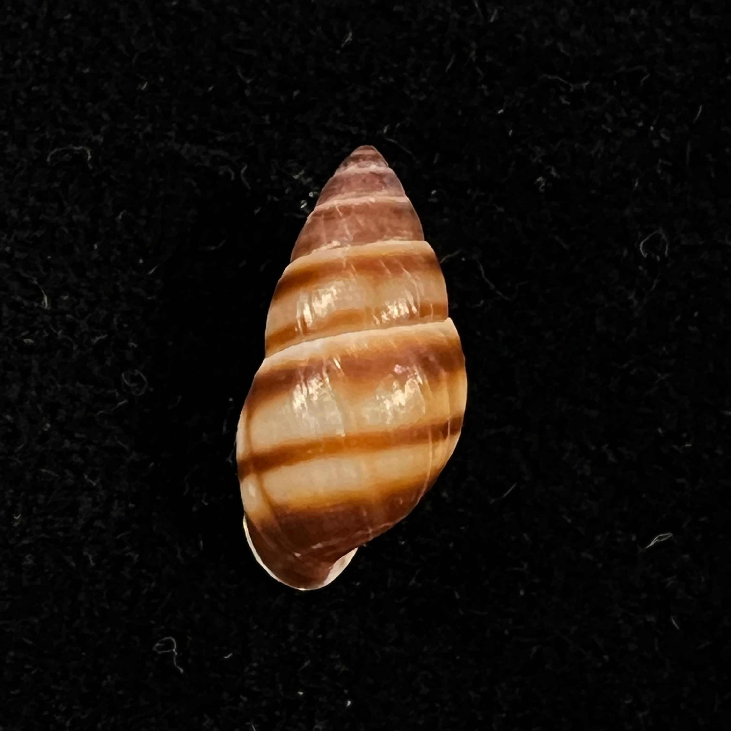 Bulimulus guadalupensis (Bruguière, 1789) - 16,9mm
