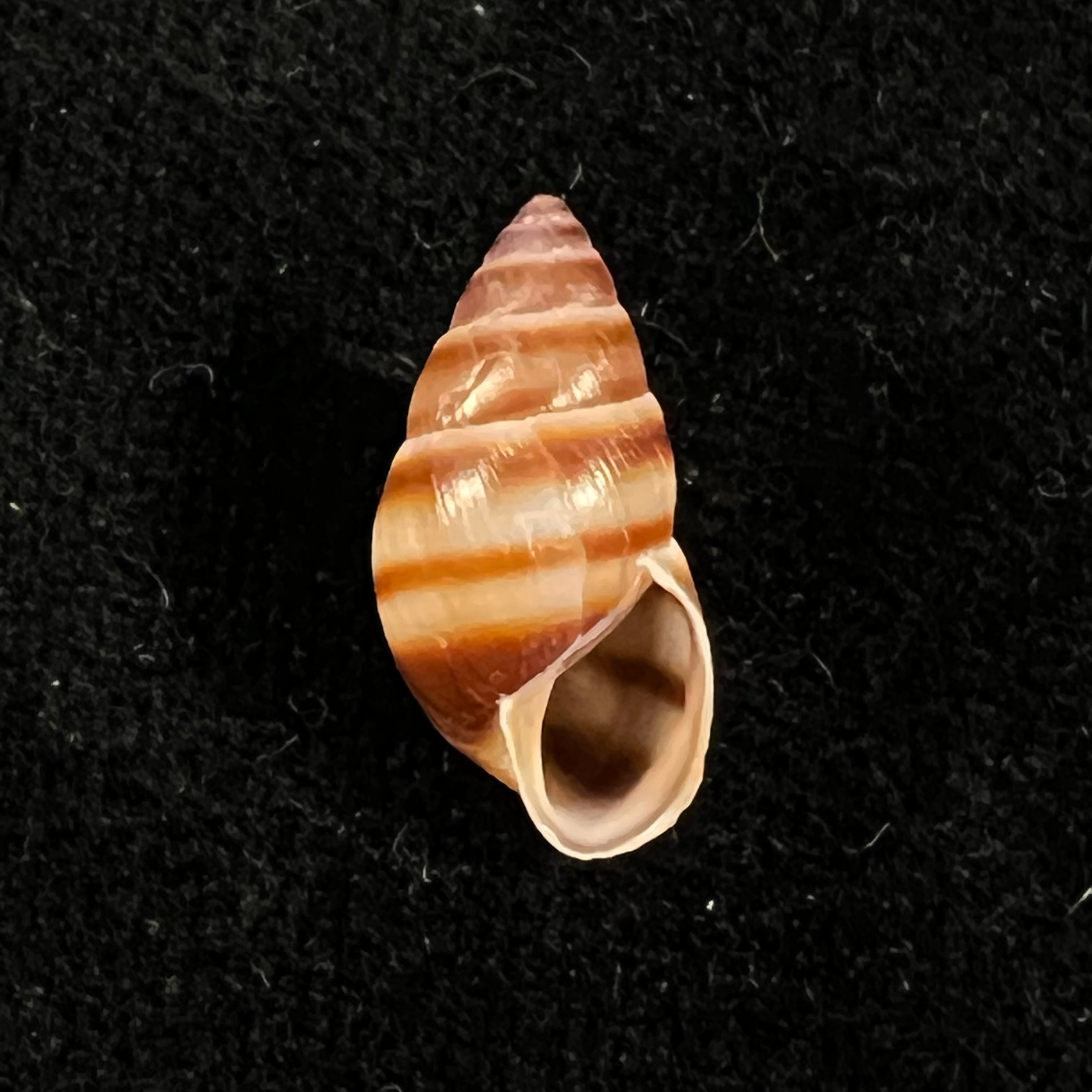 Bulimulus guadalupensis (Bruguière, 1789) - 16,9mm