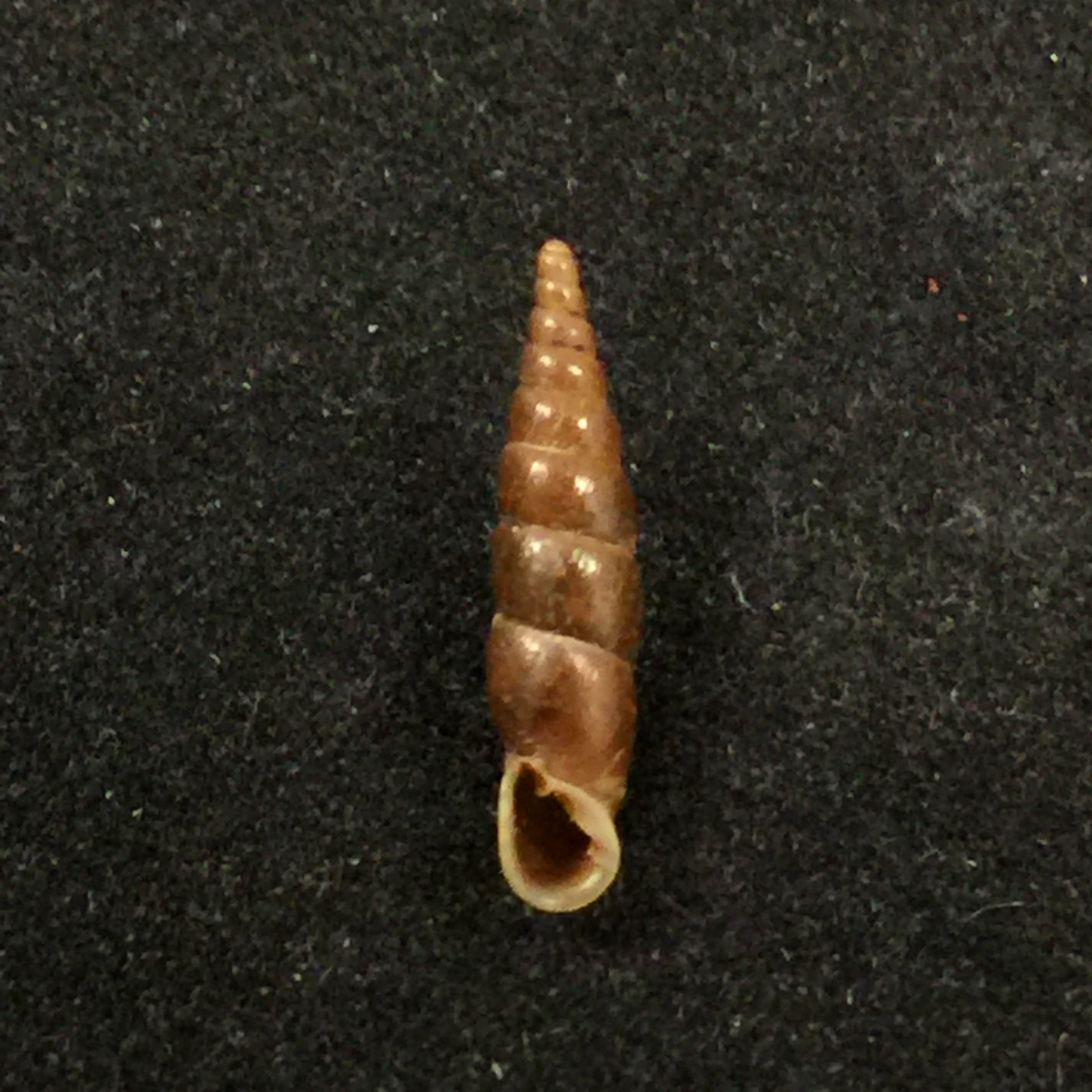 Euphaedusa sheridani (Pfeiffer, 1865) - 14,4mm