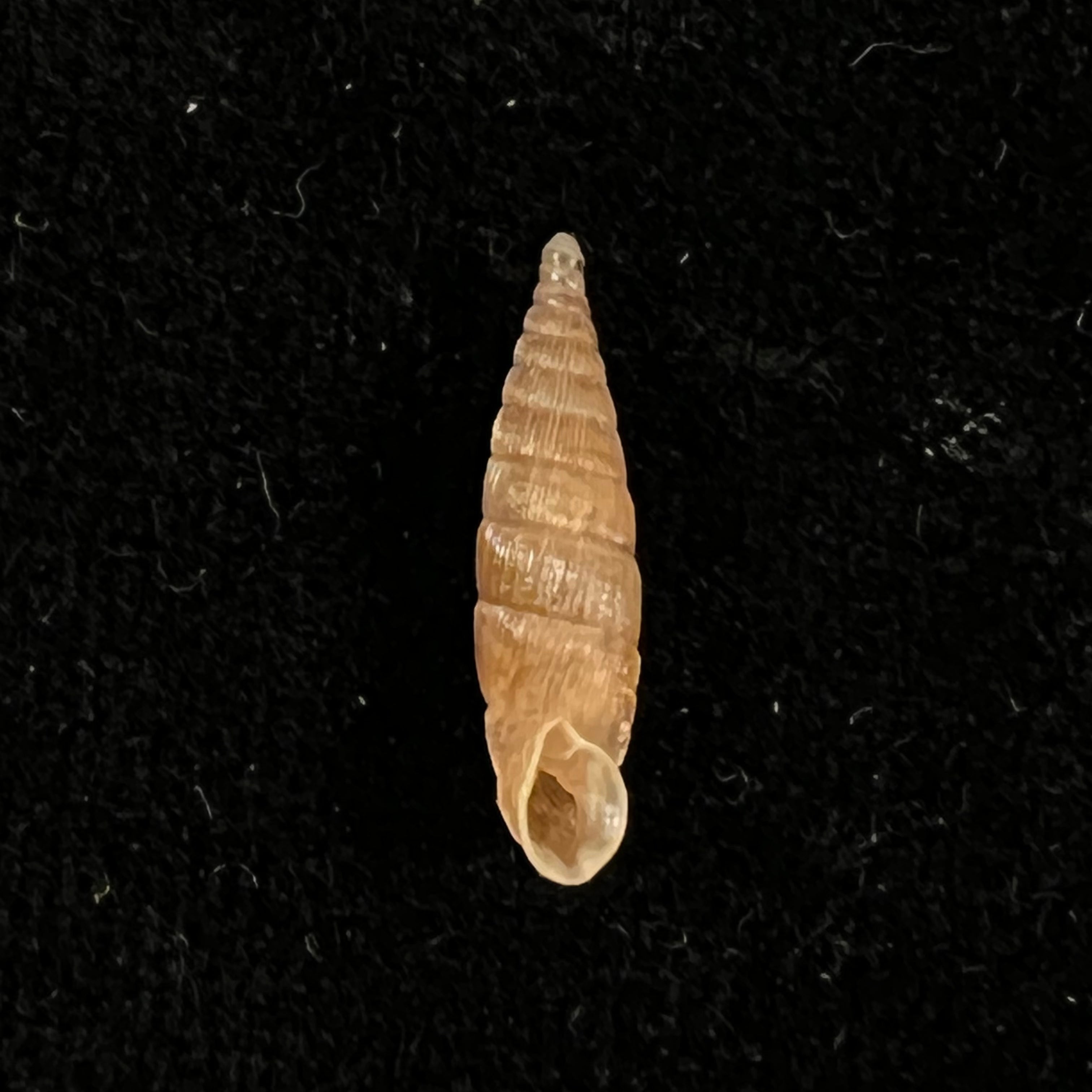 Alinda (Alinda) biplicata (Montagu, 1803) - 16,1mm