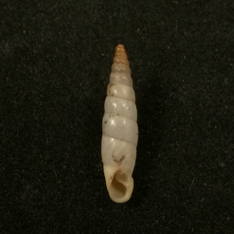 Albinaria (nivea) reuselaarsi Nordsieck, 2015 - 16,1mm
