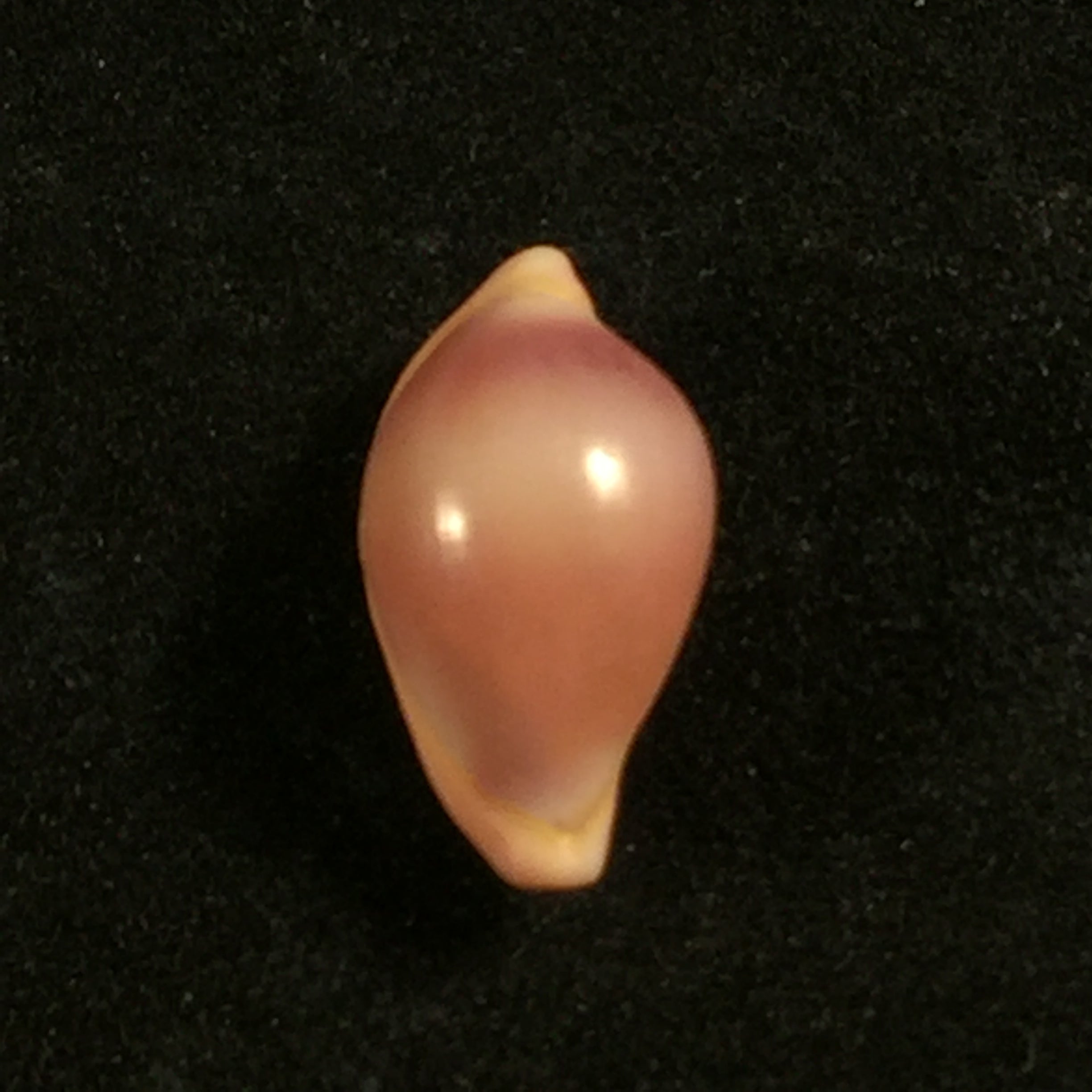 Pseudosimnia carnea (Poiret, 1789)