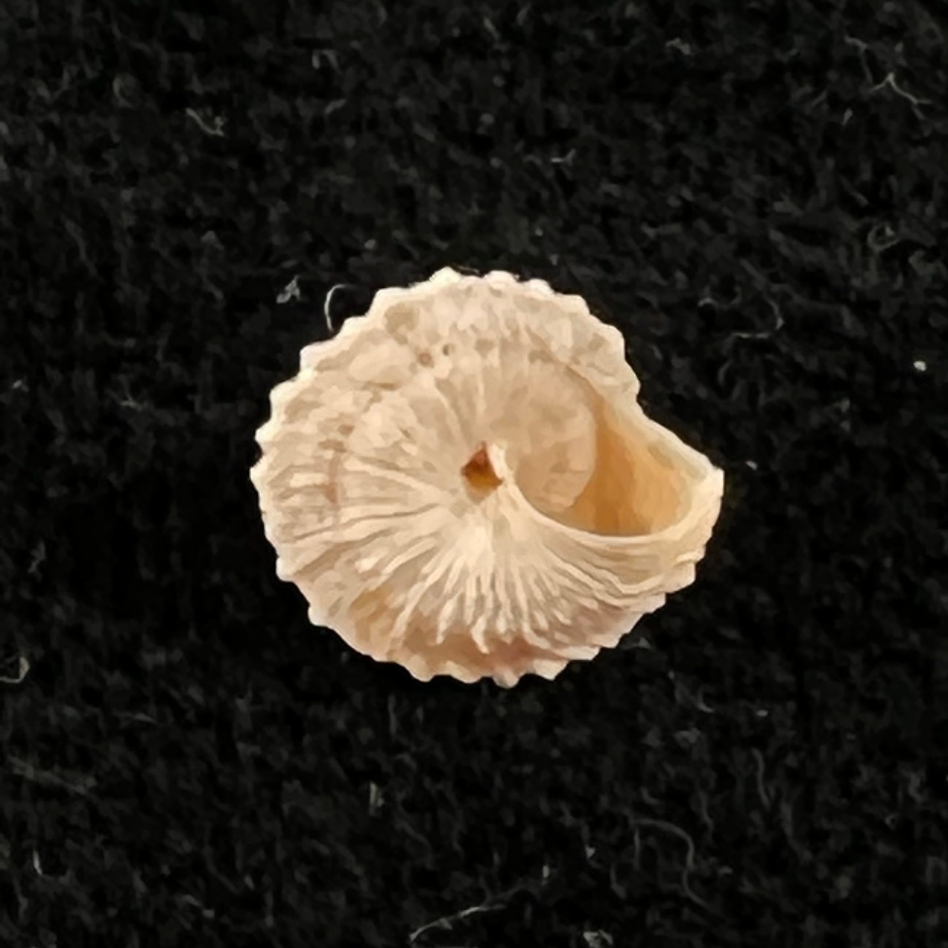 Obelus pumilio (Dillwyn, 1817) - 7,3mm