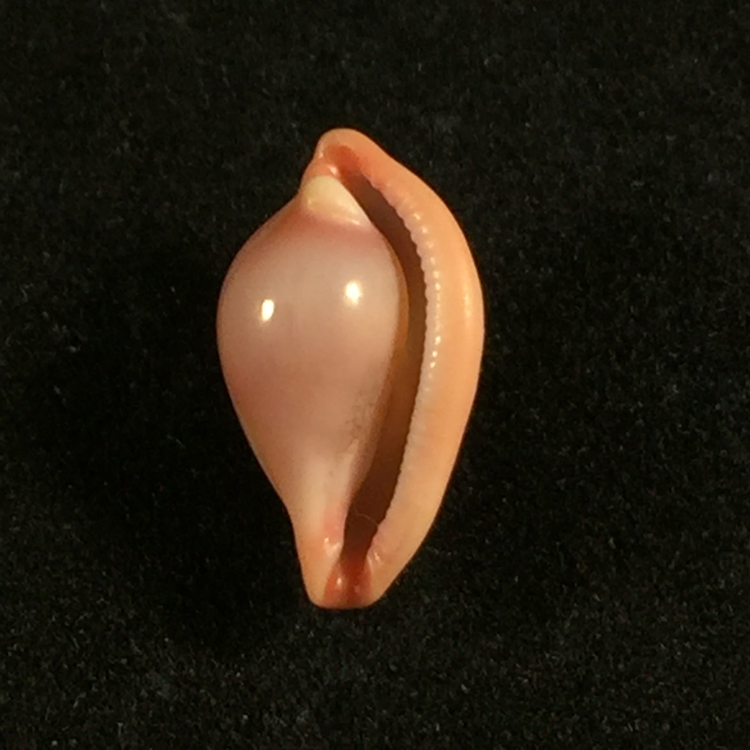 Pseudosimnia carnea (Poiret, 1789)