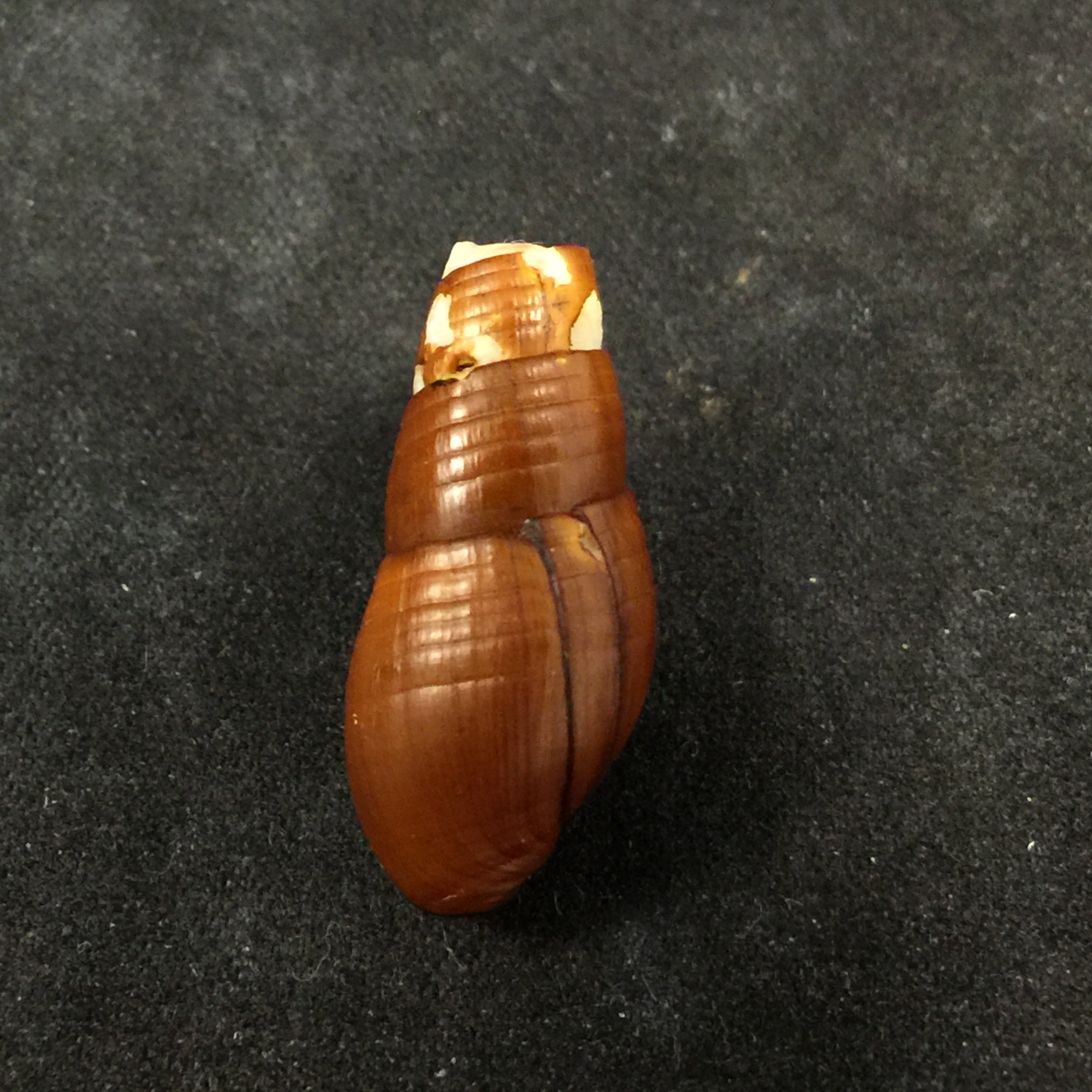 Aylacostoma chlortica Scott, 1954 - 24,3毫米