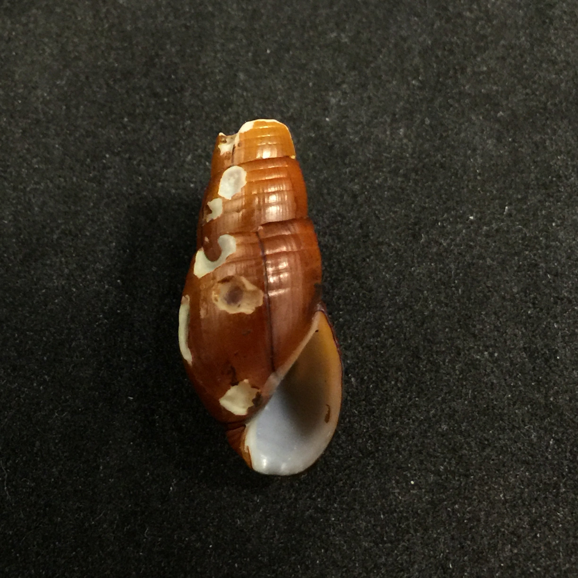 Aylacostoma chlortica Scott, 1954 - 24,3毫米