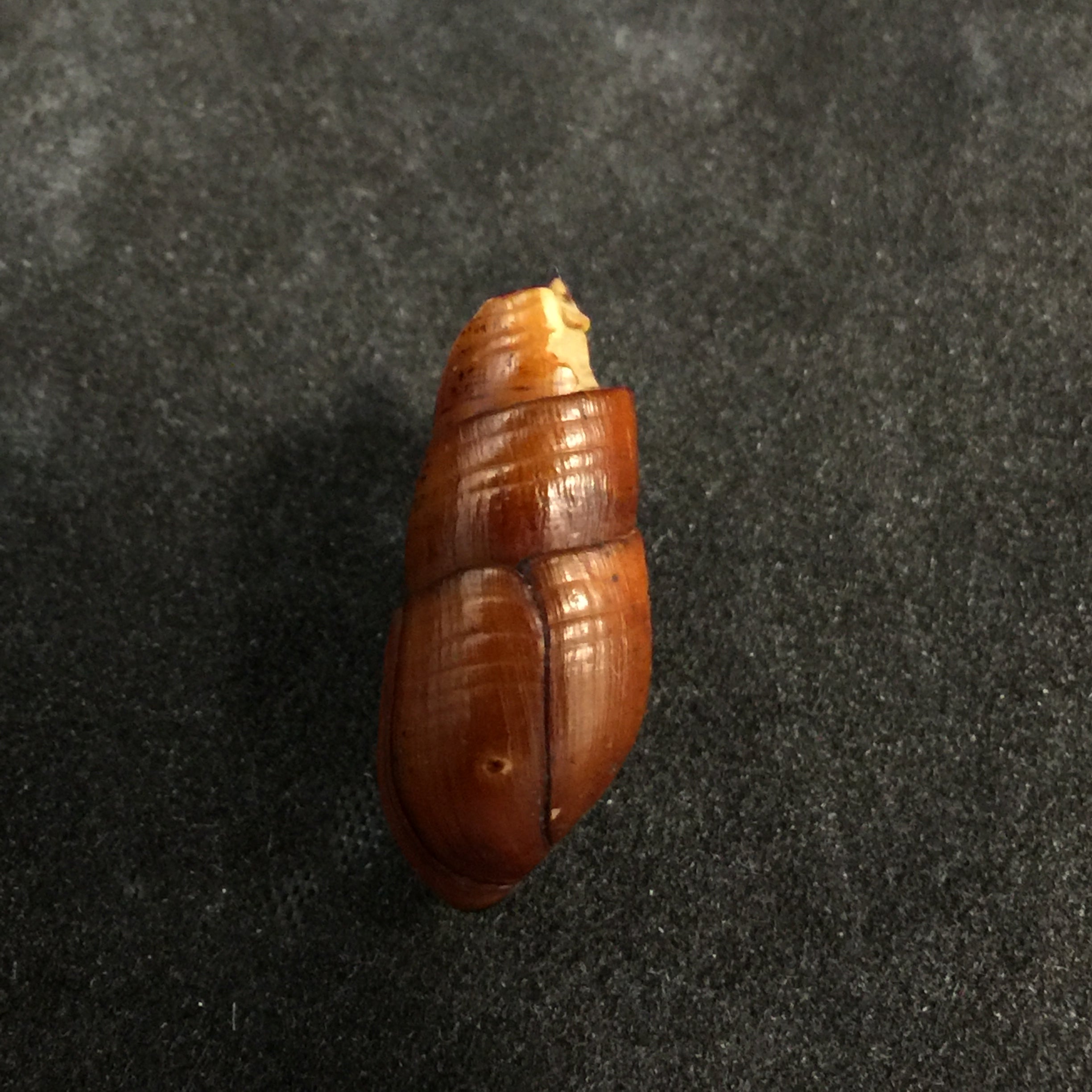 Aylacostoma chlortica Scott, 1954 - 22毫米