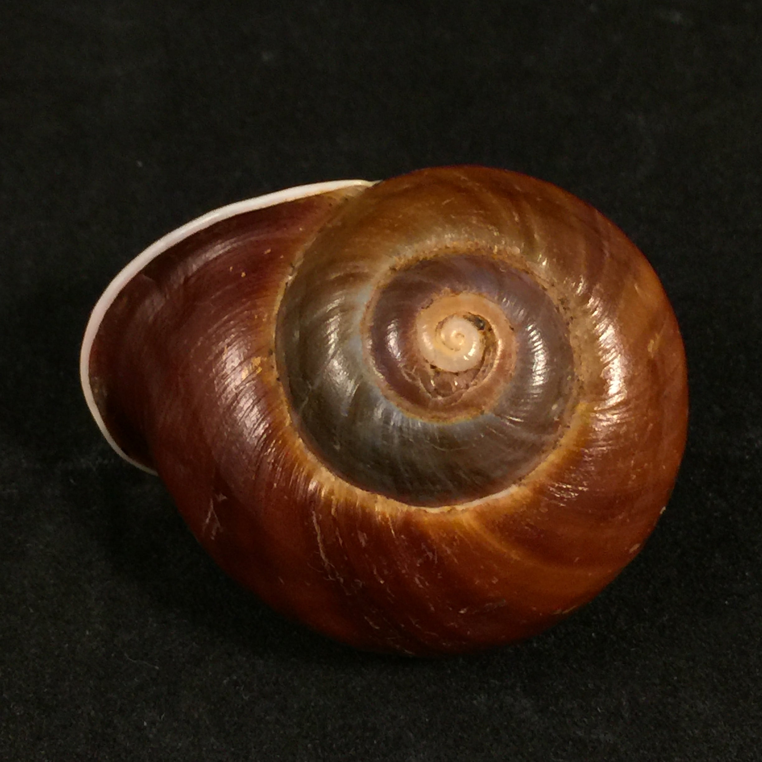 Ampelita sepulcralis (Férrussac, 1821) - 43,5mm