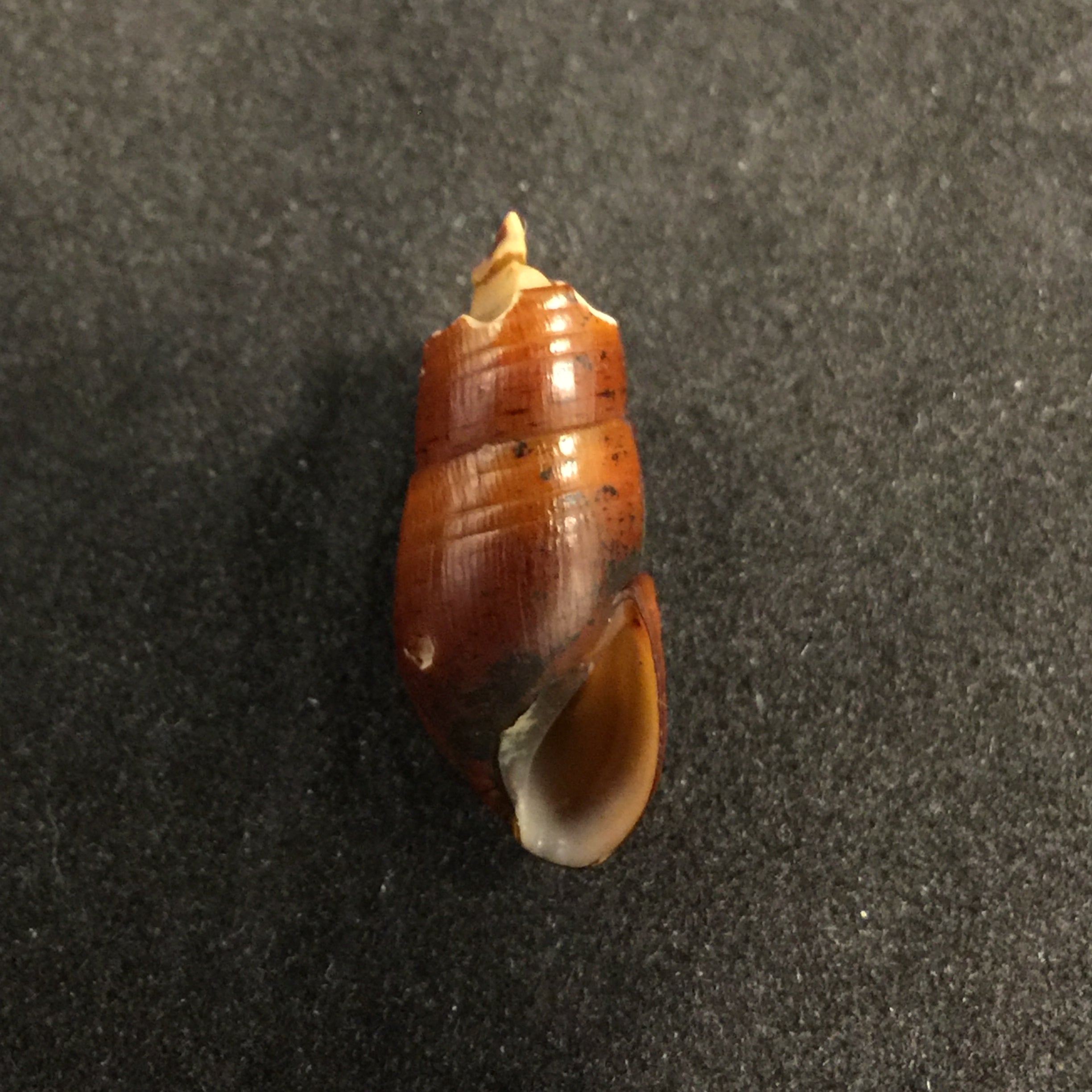 Aylacostoma chlortica Scott, 1954 - 22毫米