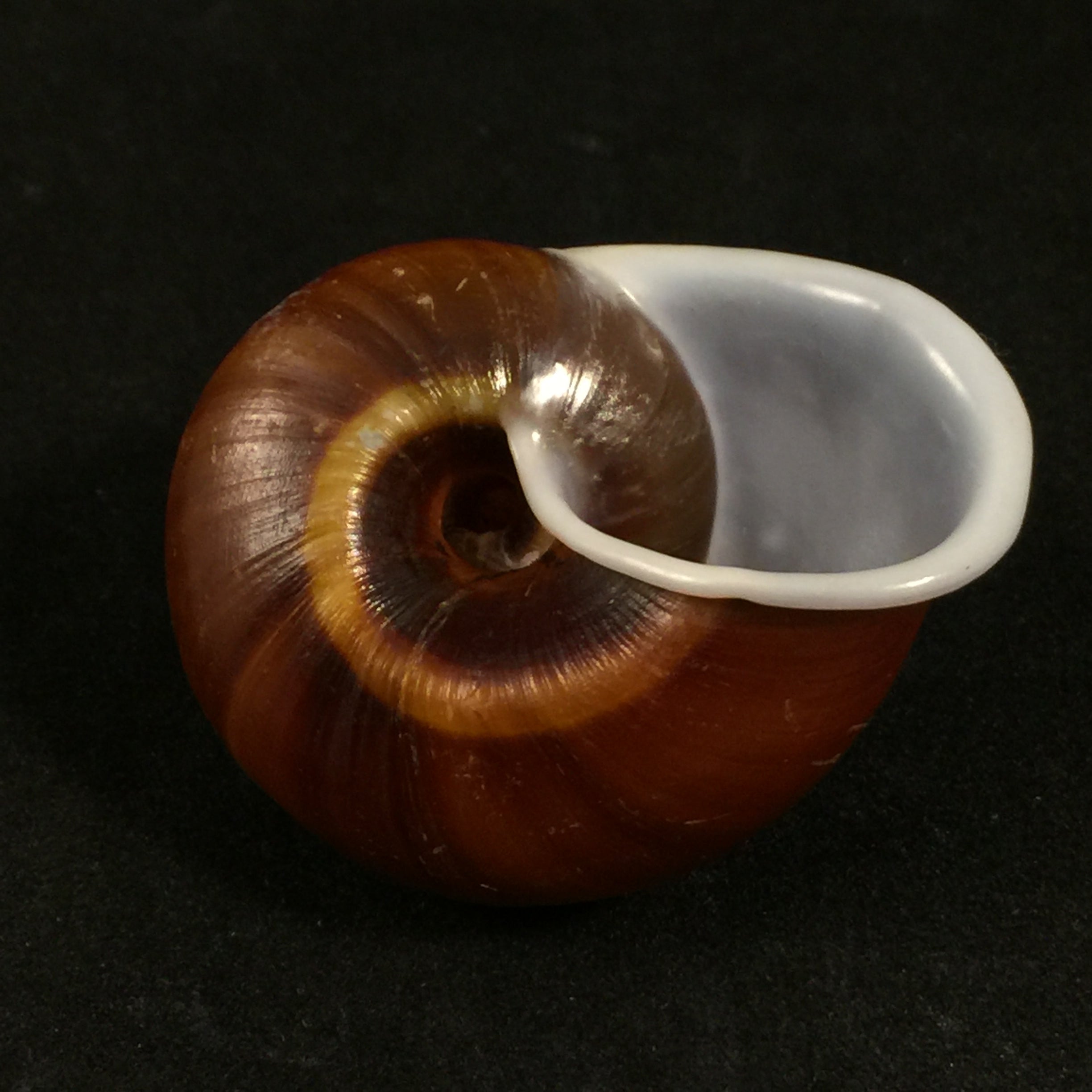 Ampelita sepulcralis (Férrussac, 1821) - 43,5mm