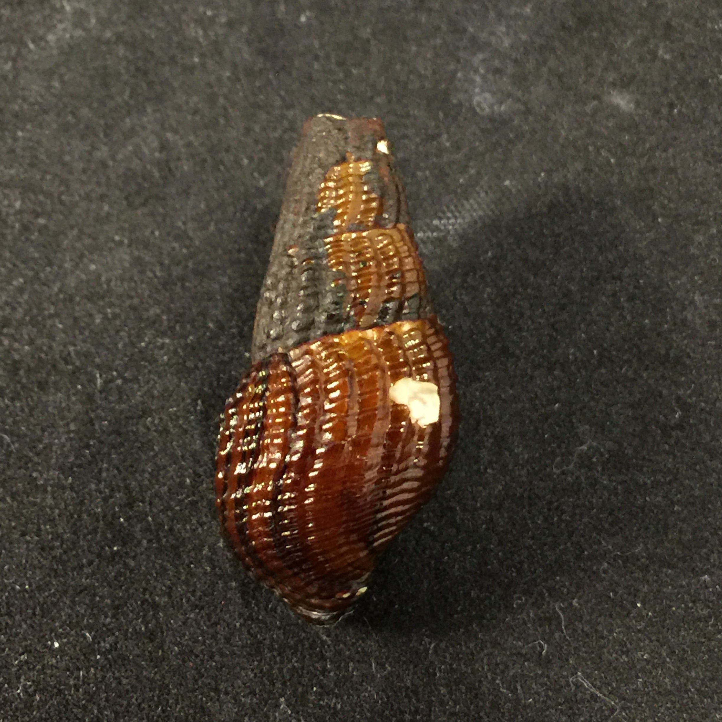 Aylacostoma schneideri (Brot, 1874) - 31,8毫米