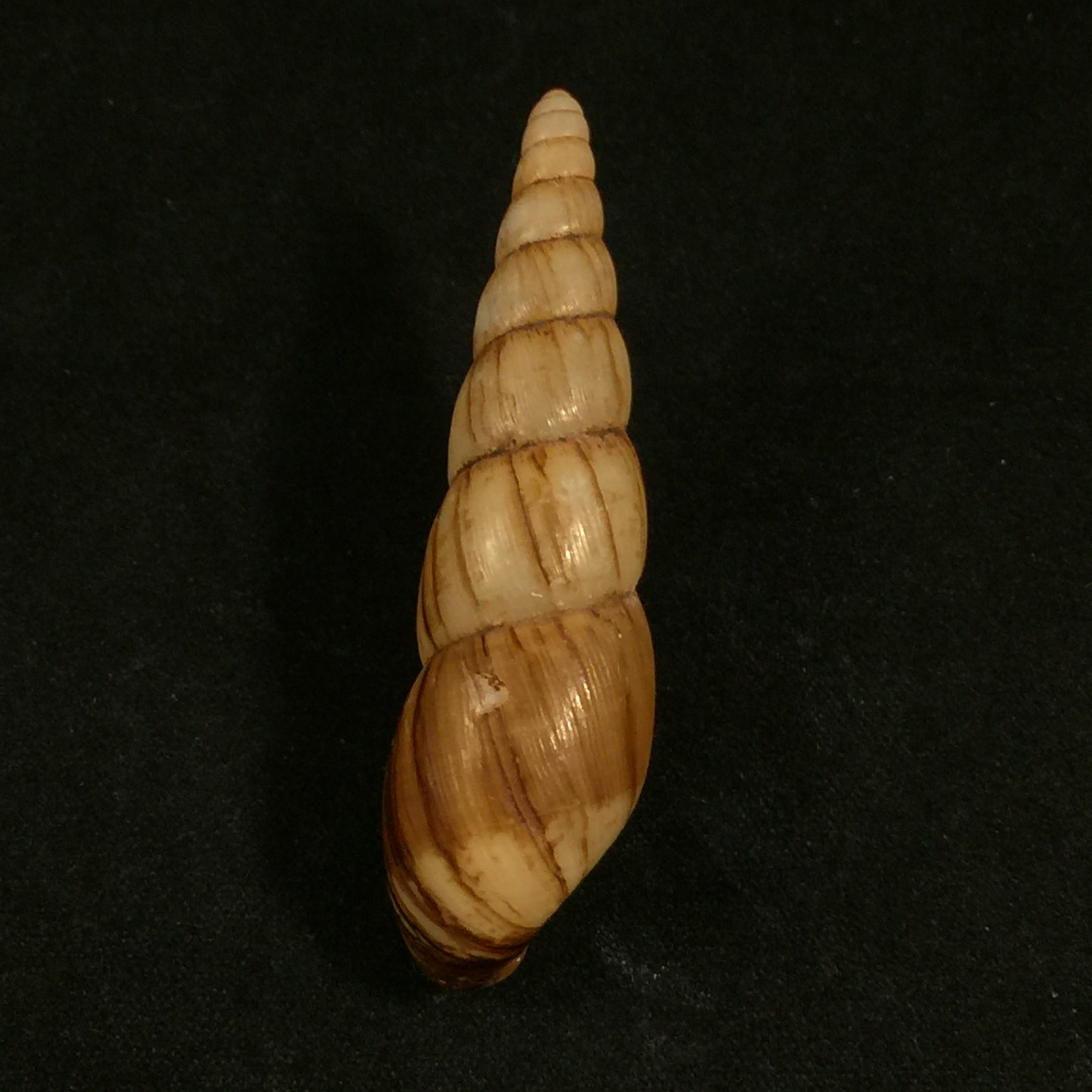 Paraclavator moreleti(Deshayes in A. Férussac,1851) - 57,2mm