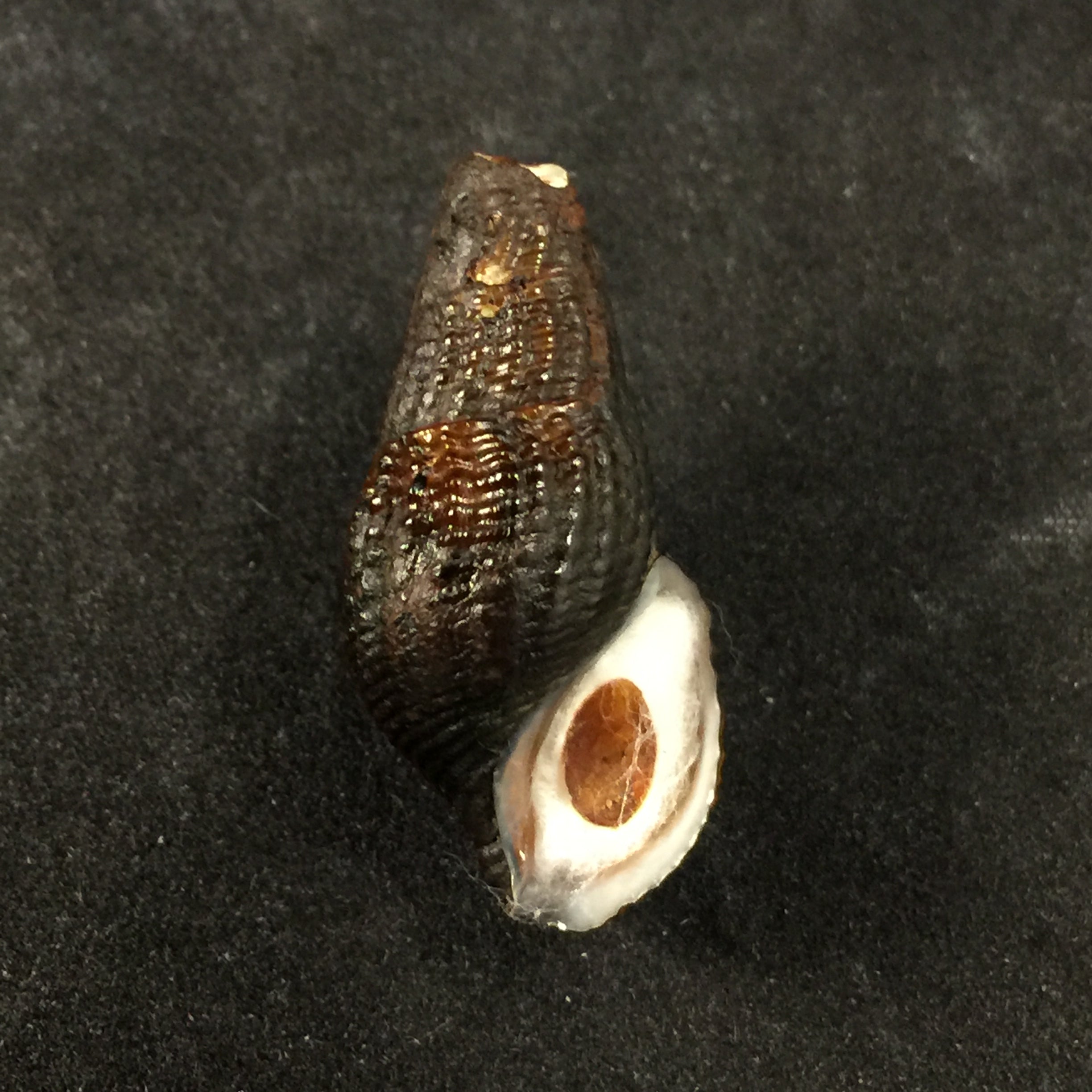 Aylacostoma schneideri (Brot, 1874) - 31,8毫米