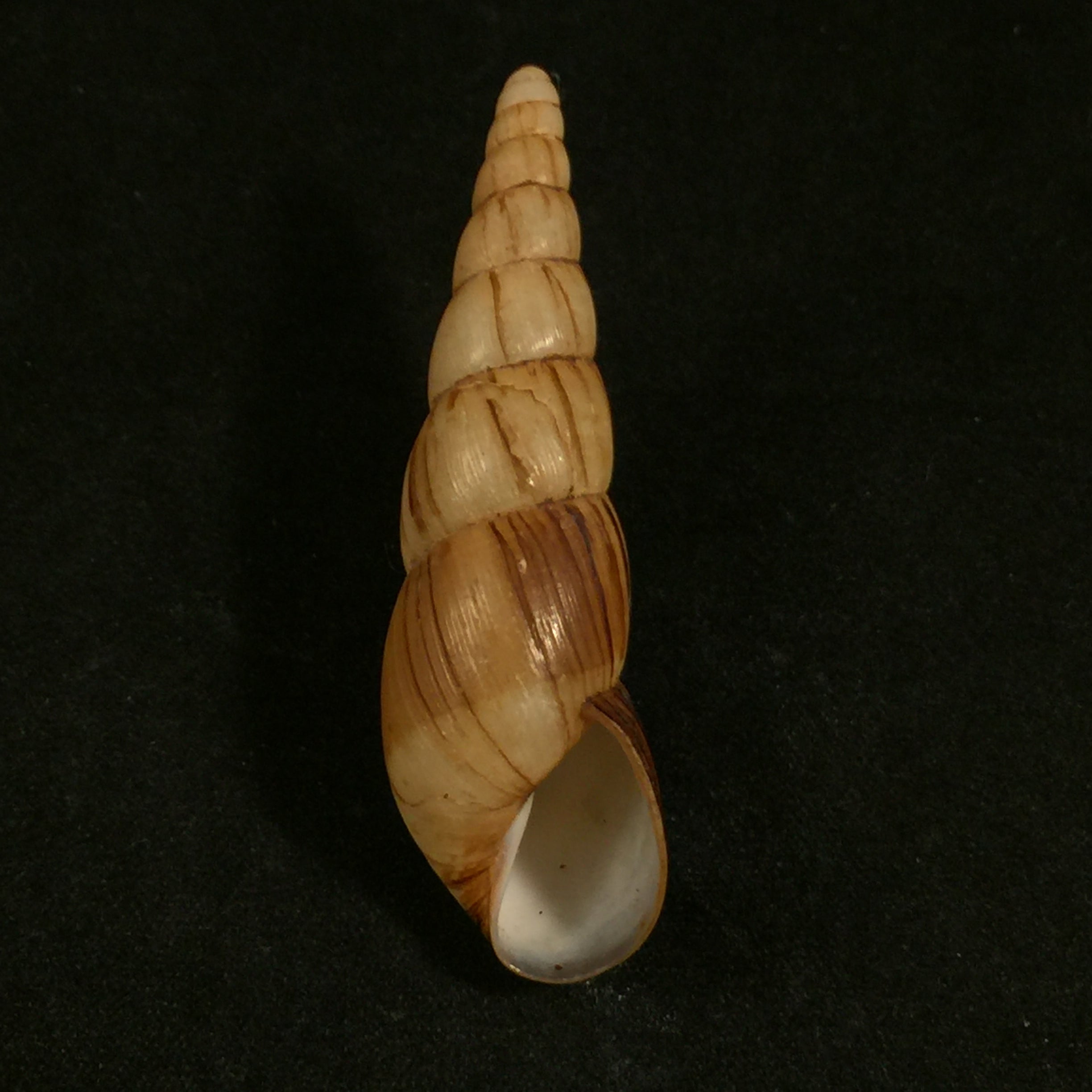 Paraclavator moreleti(Deshayes in A. Férussac,1851) - 57,2mm