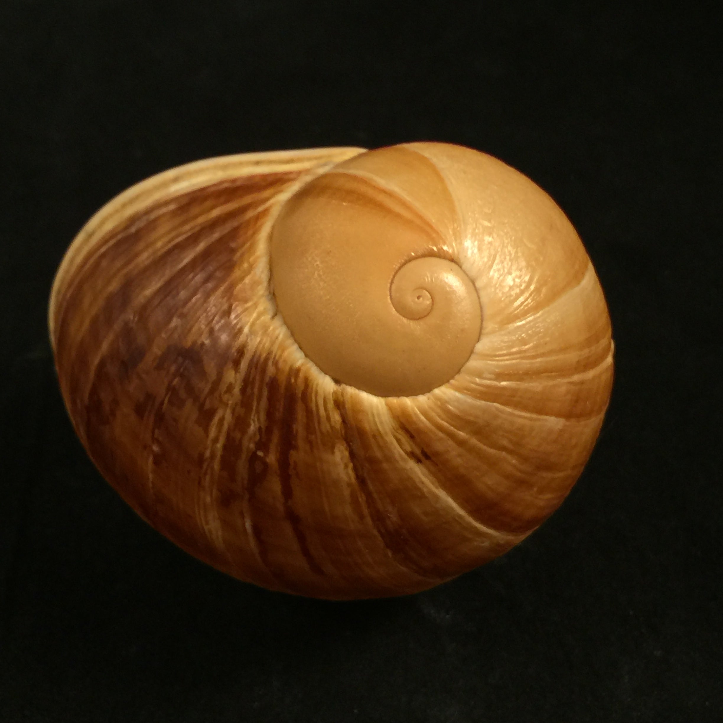 Helicophanta vesicalis(拉马克,1822)