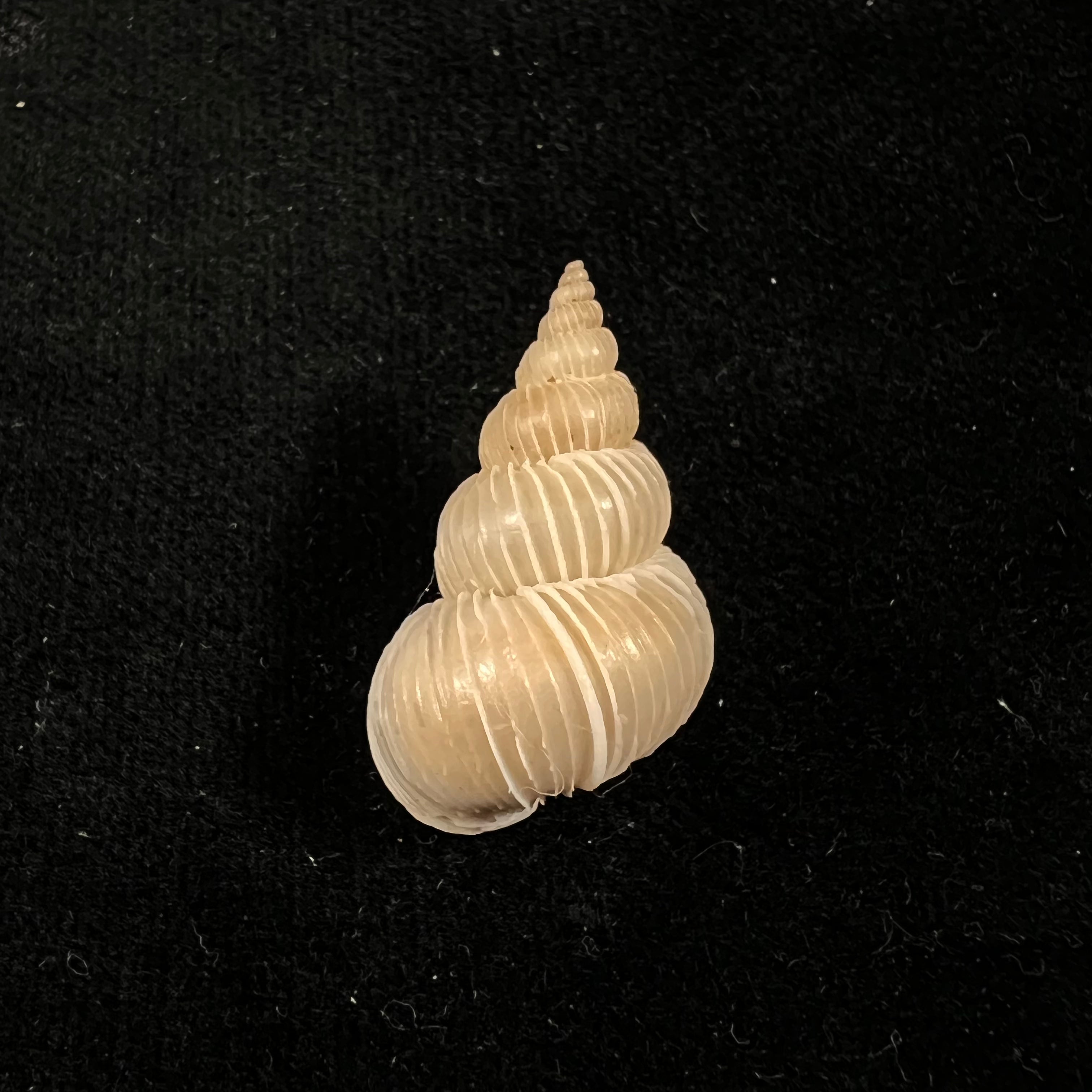 Epitium Imperiale (GB Sowerby II, 1844) - 28,2mm