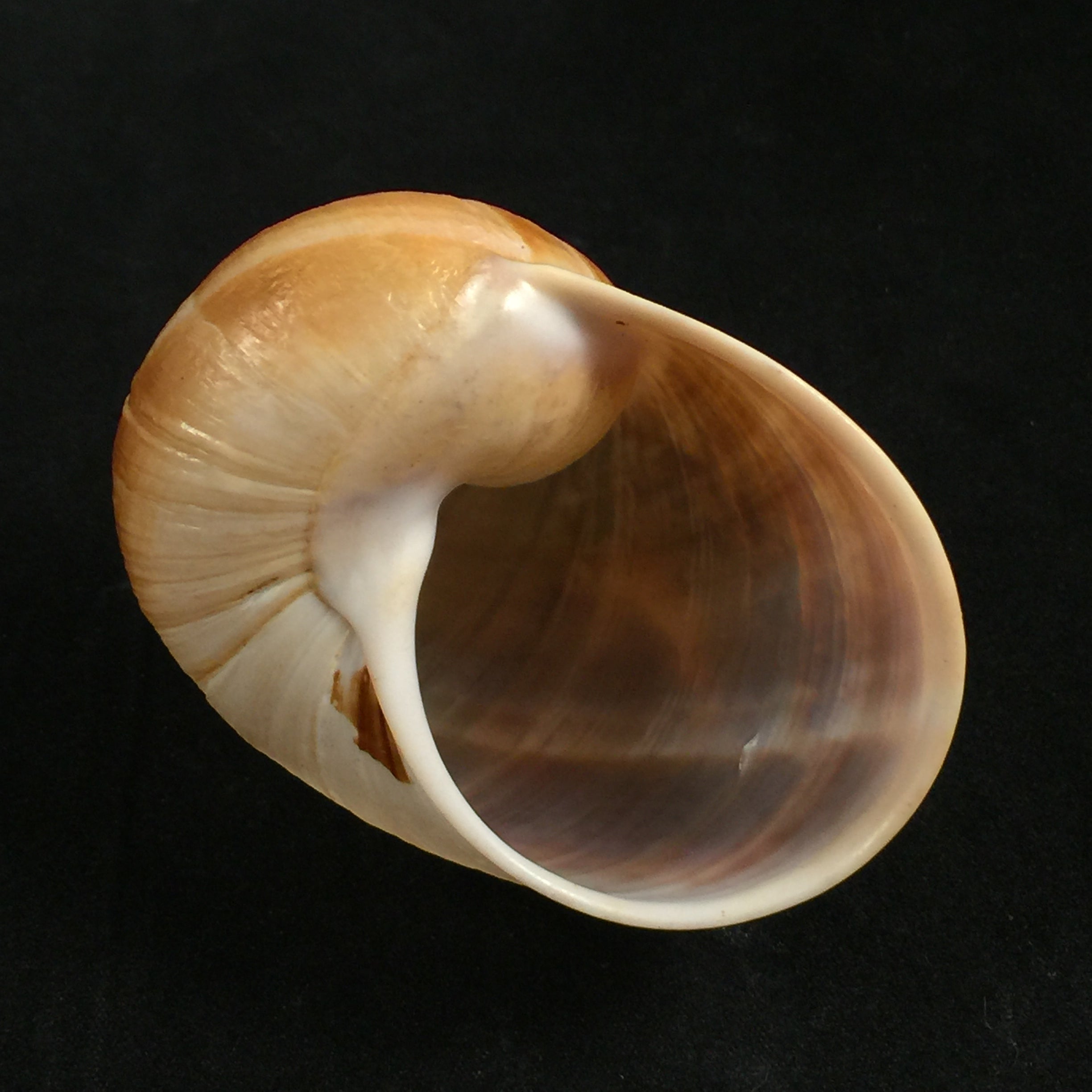 Helicophanta vesicalis(拉马克,1822)