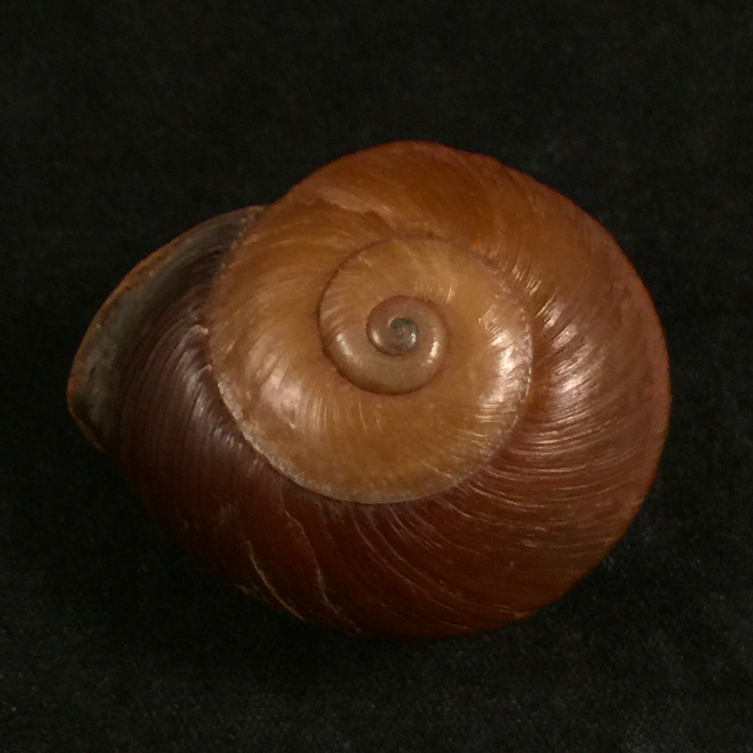 Ampelita xystera (L. Pfeiffer, 1841) - 36,6毫米