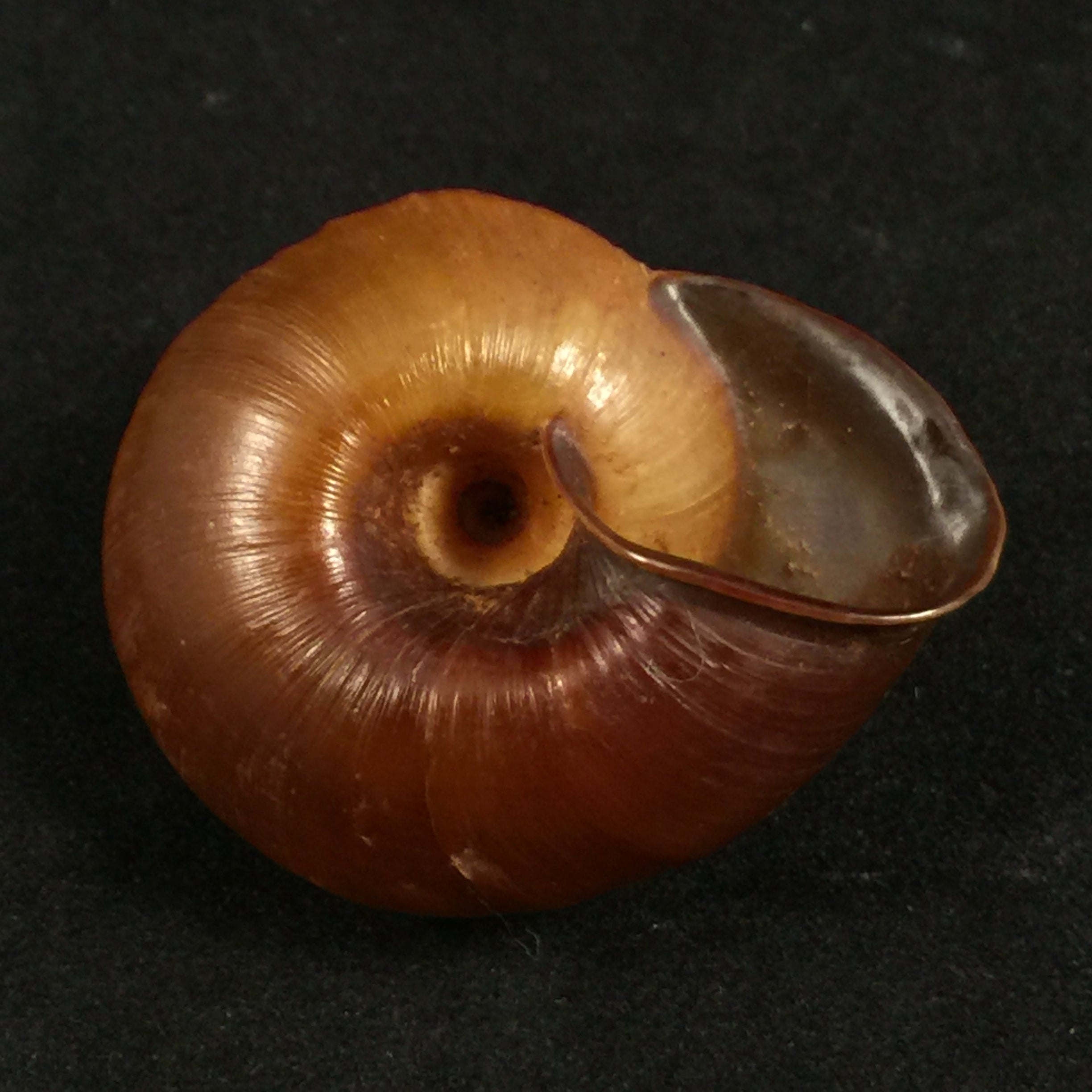 Ampelita xystera (L. Pfeiffer, 1841) - 36,6毫米