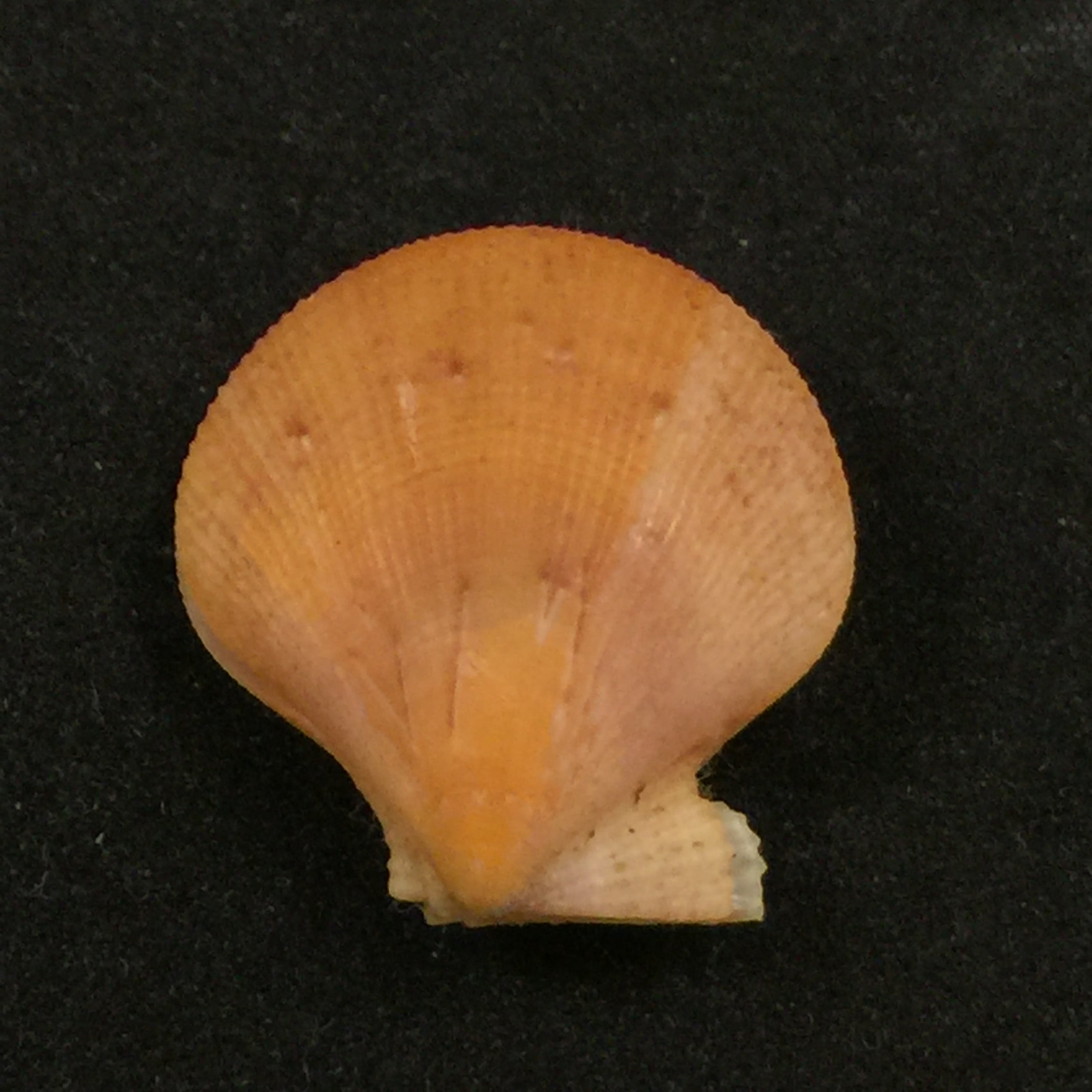 Camptonectes tigrinus(穆勒,1776)- 26毫米