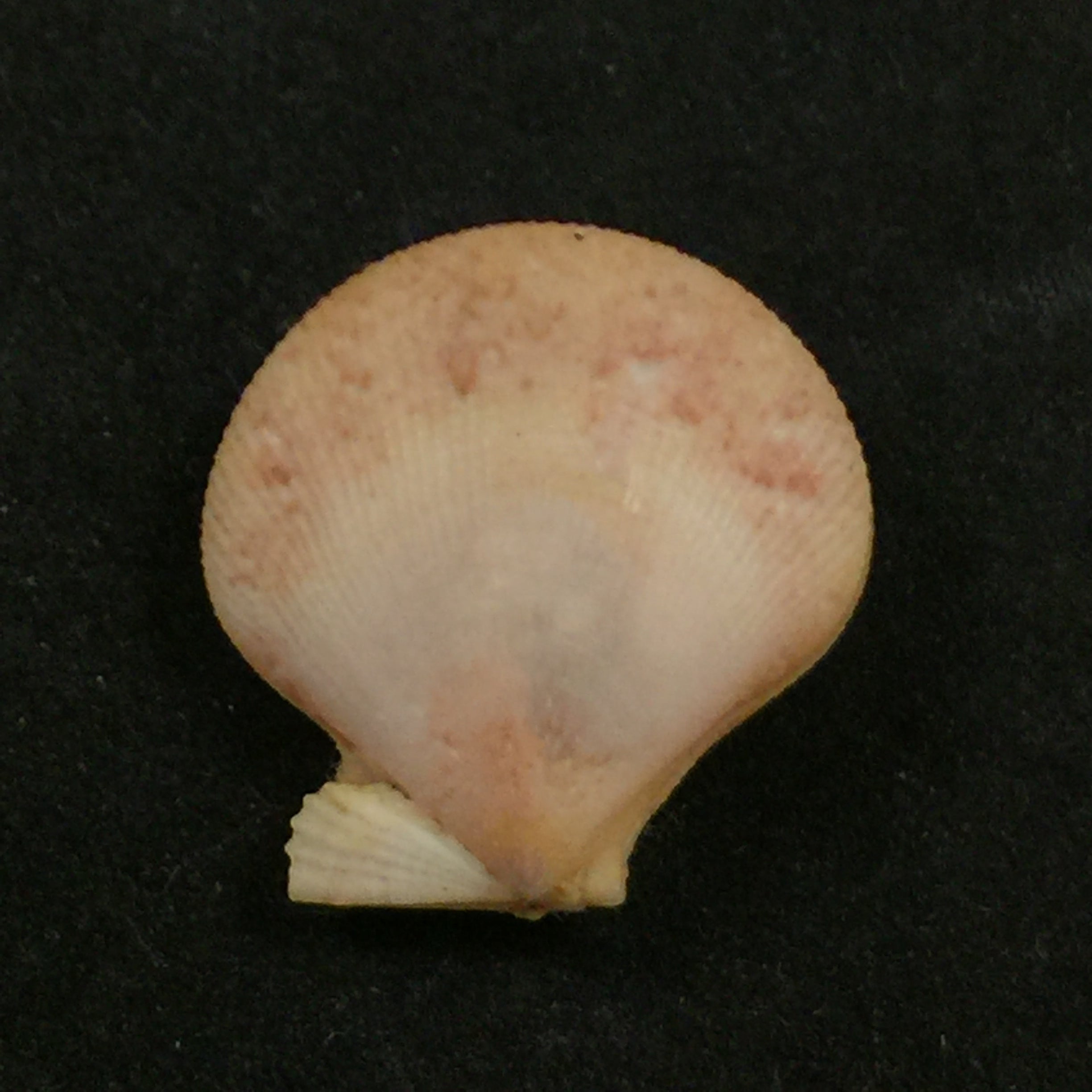 Camptonectes tigrinus(穆勒,1776)- 26毫米