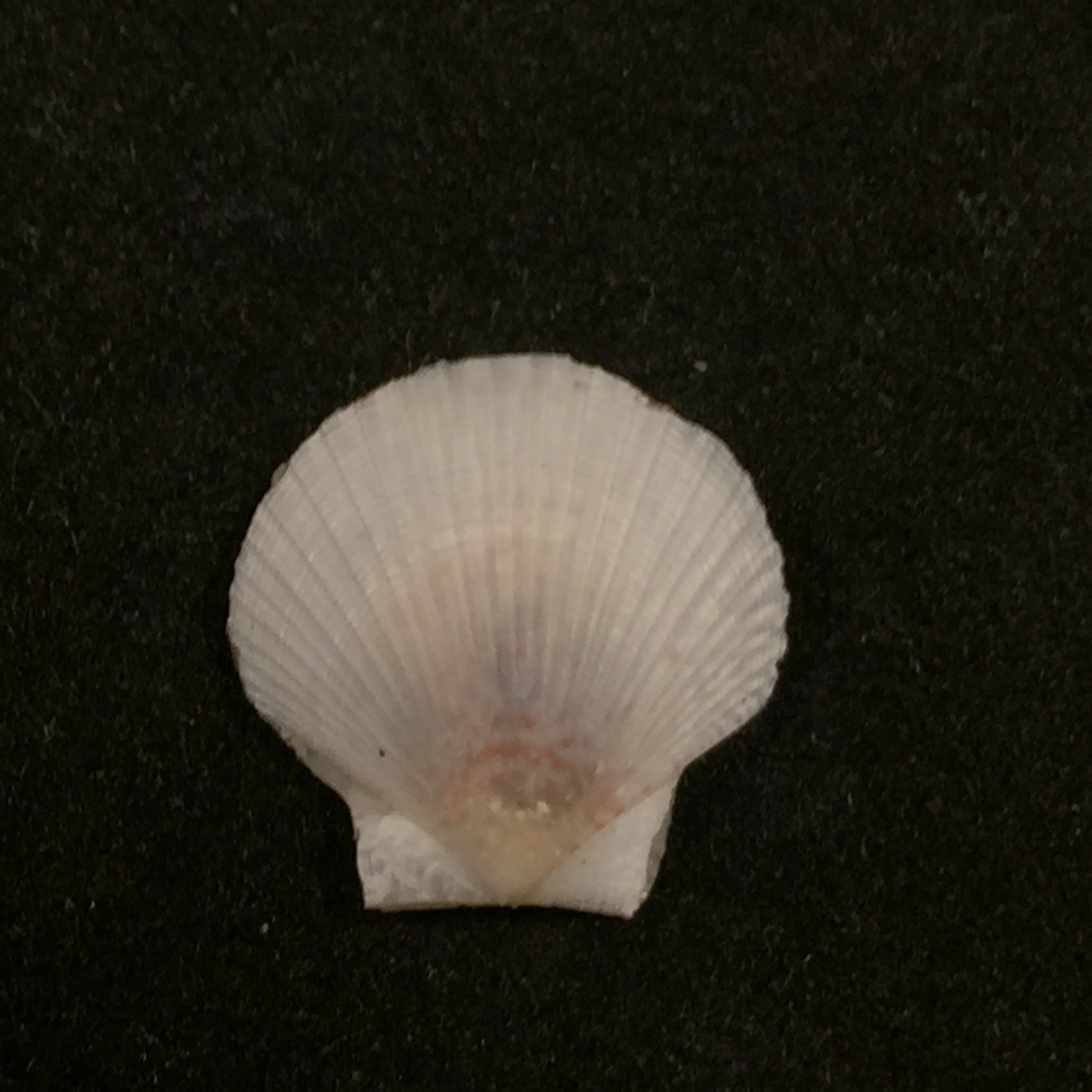 Euvola chazaliei (Dautzenberg, 1900) - 14mm