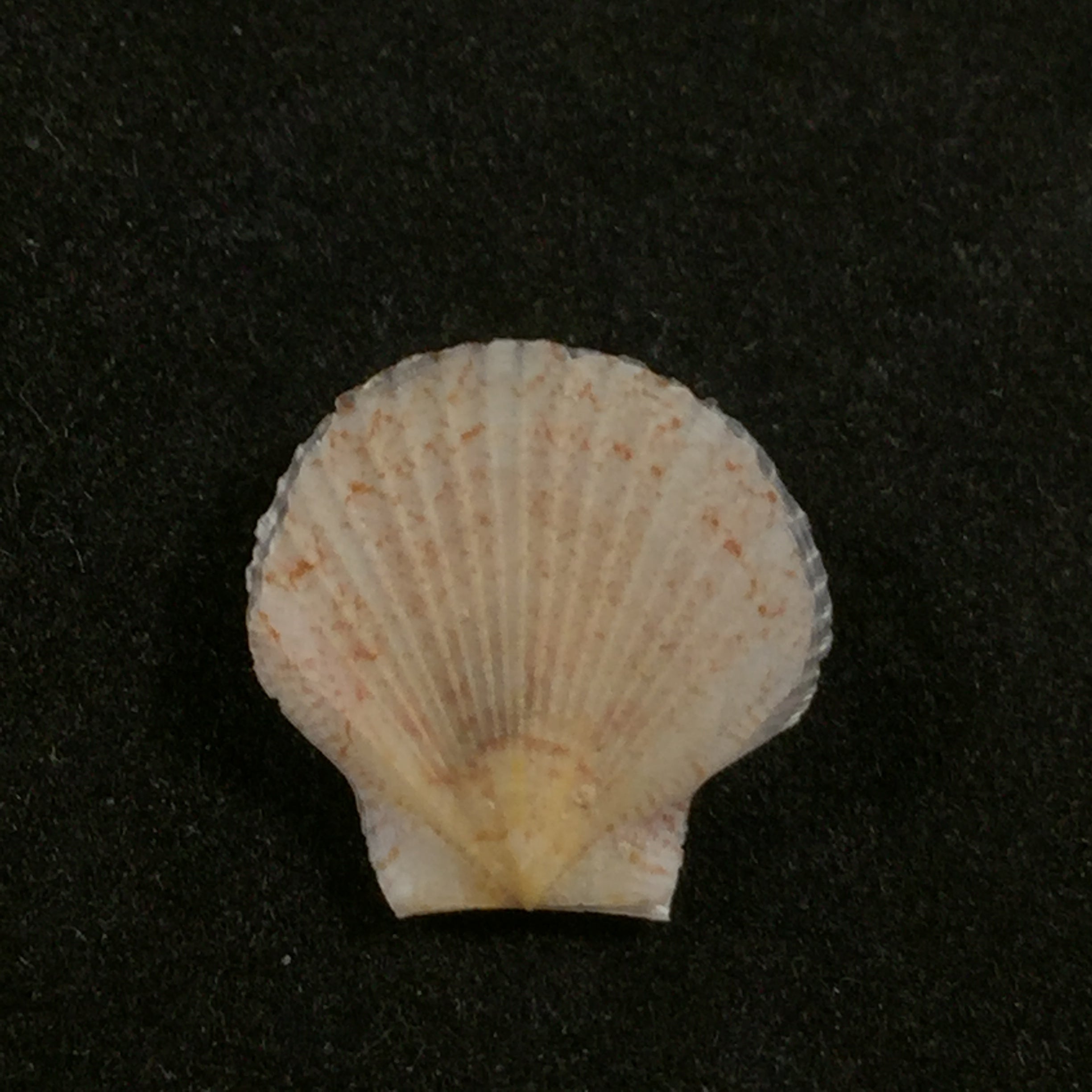 Euvola chazaliei (Dautzenberg, 1900) - 14mm