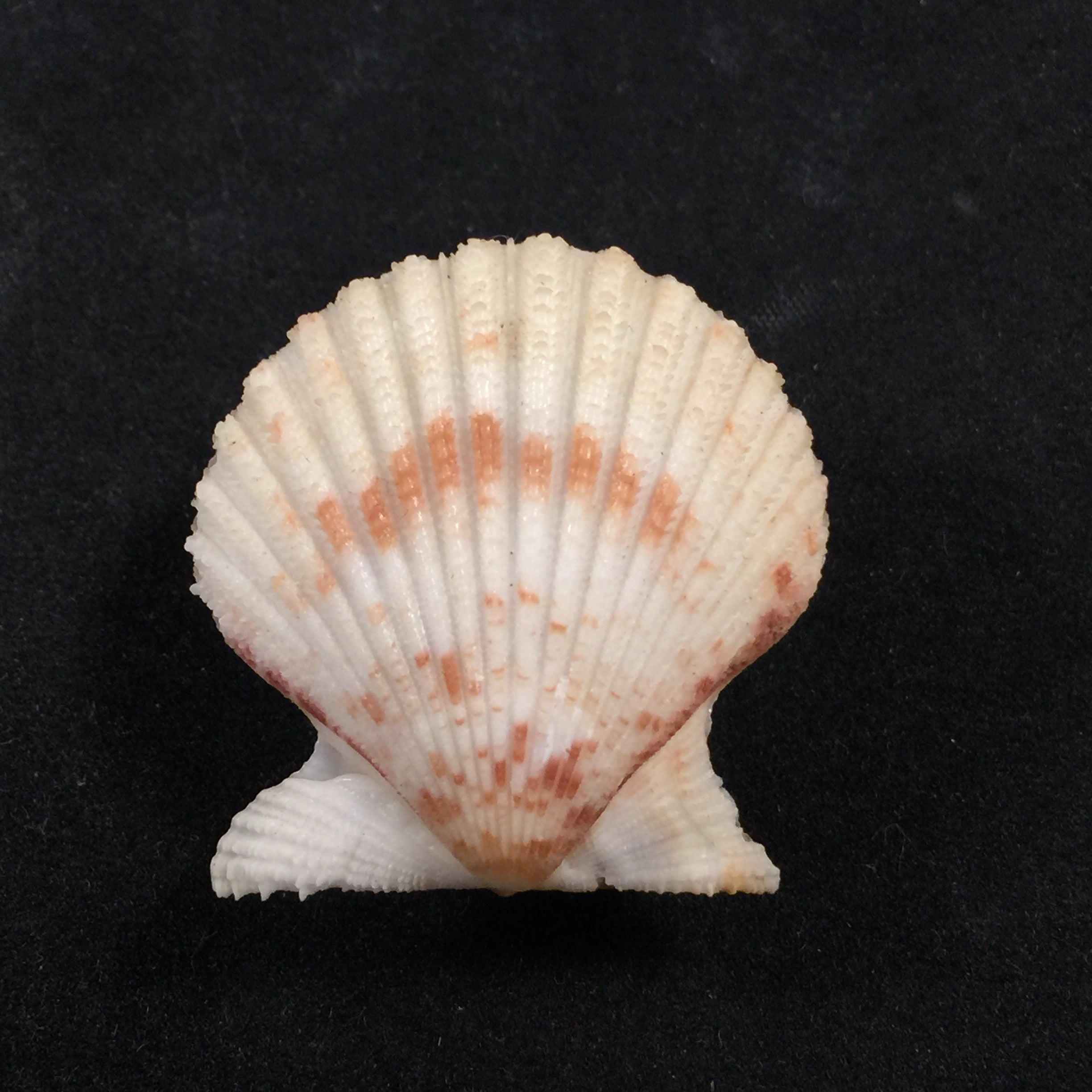 Aequipecten tehuelchus (d'Orbigny, 1842) - 35mm