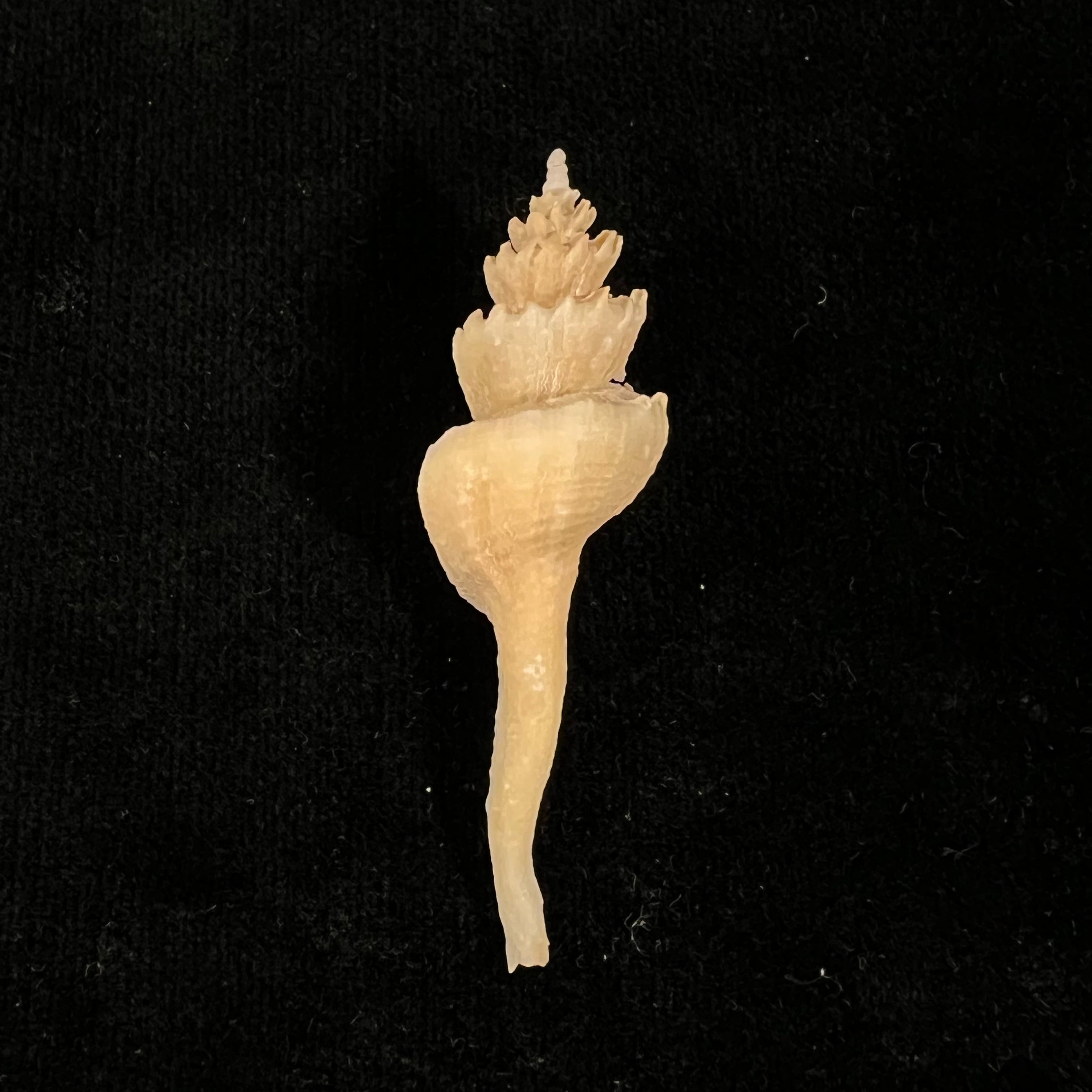 Corium elegans Simone, 1996 - 55,8mm