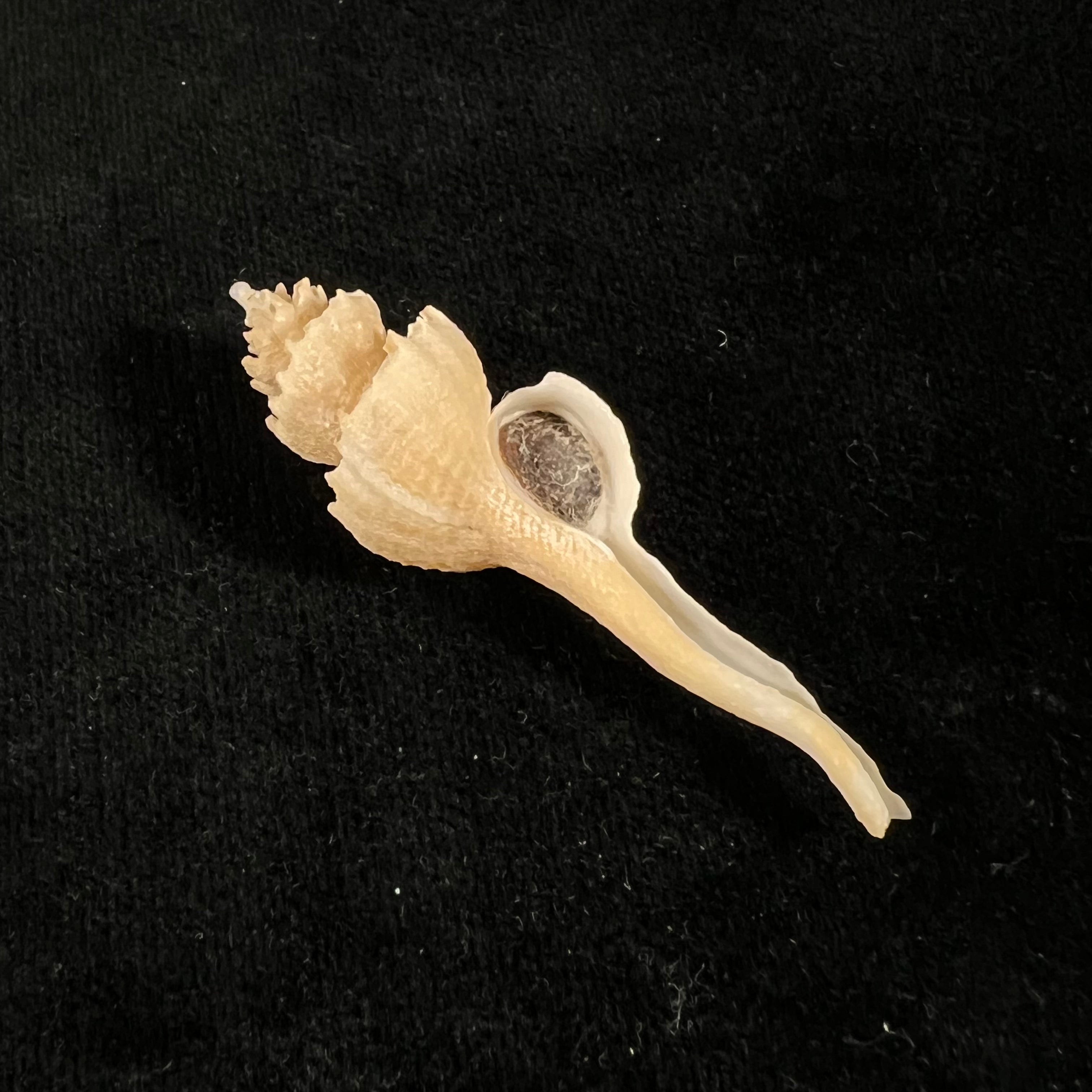 Corium elegans Simone, 1996 - 55,8mm