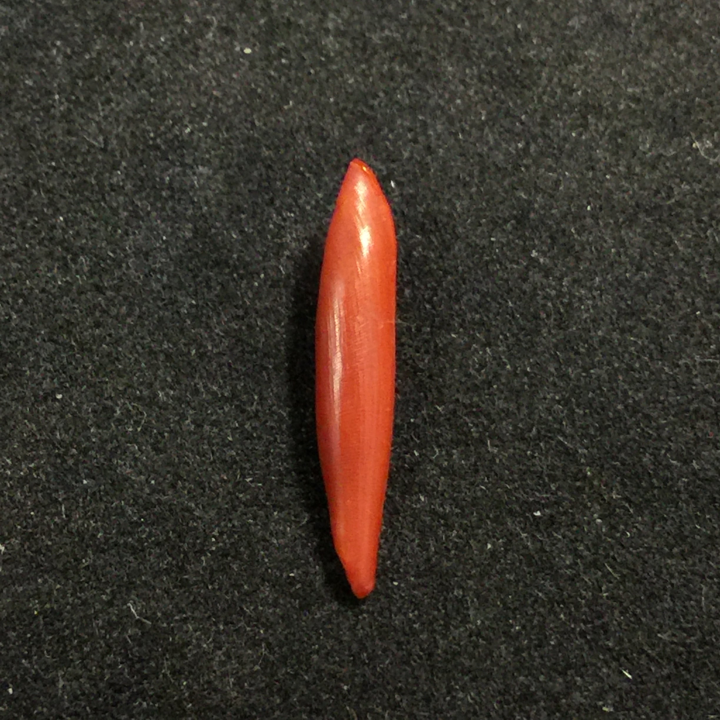 Aclyvolva lanceolata (G. B. Sowerby II, 1849) - 19,2mm