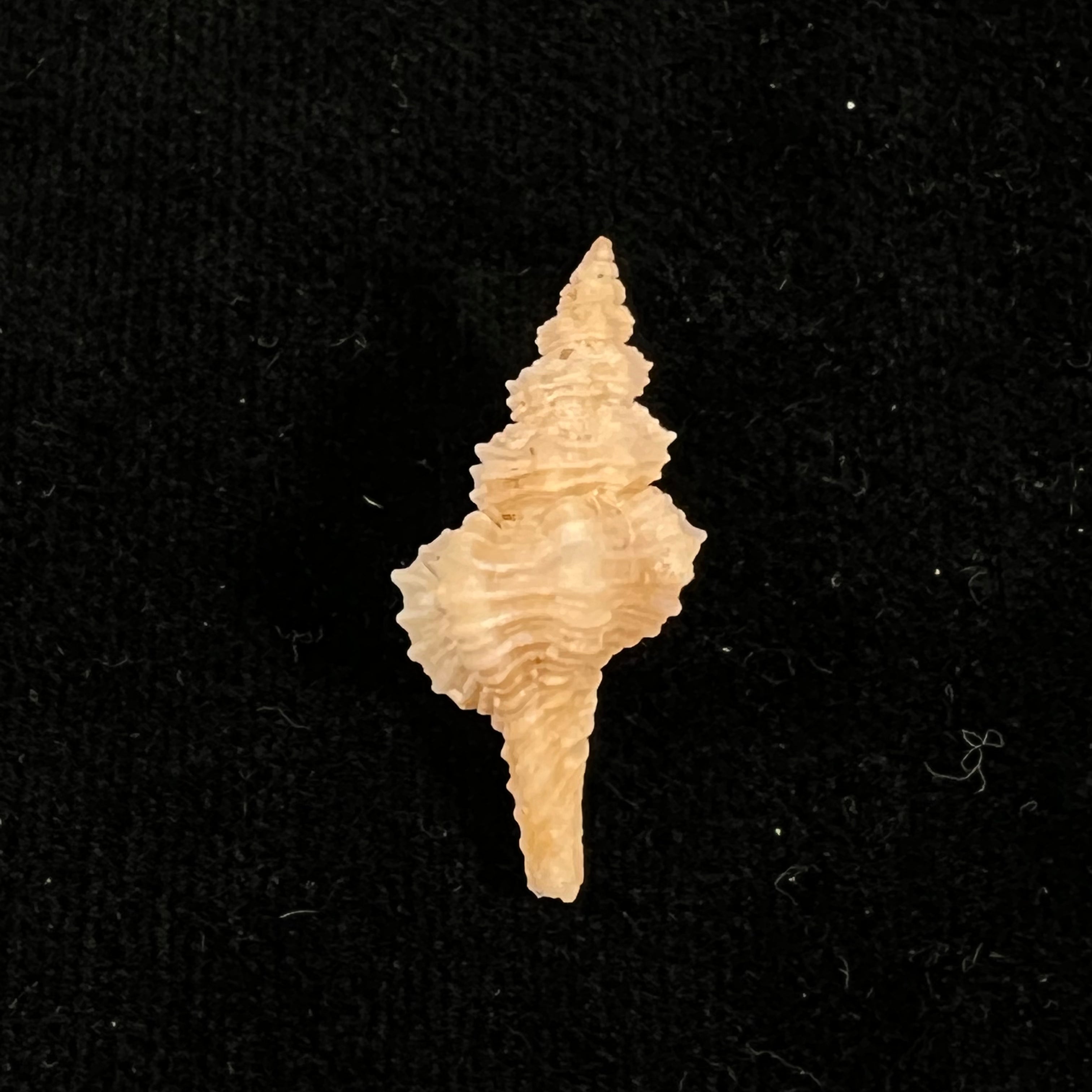 Pseudofusus rostratus (Olivi, 1792) - 26,8mm