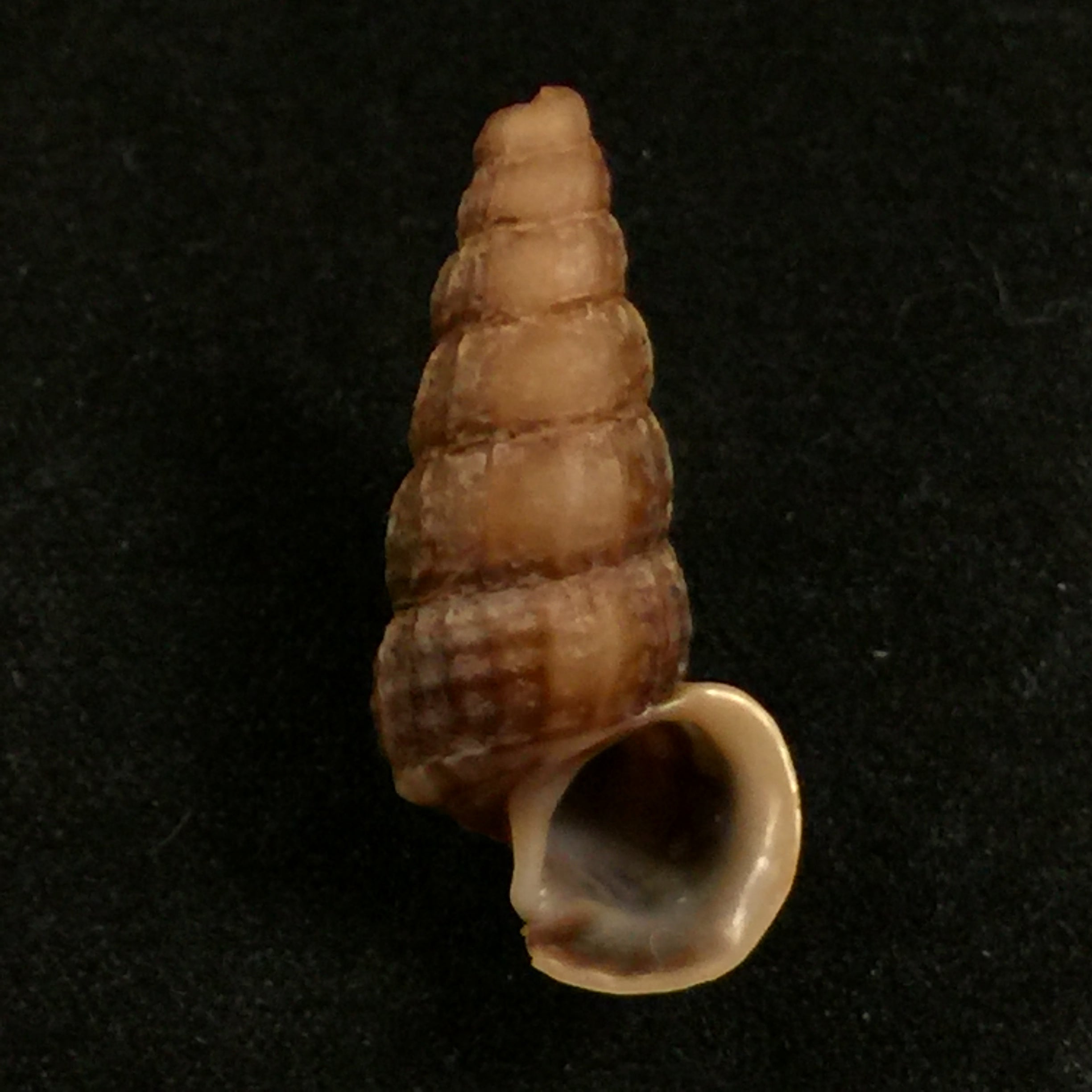 Cerithidea anticipata Iredale, 1929 - 25,7mm
