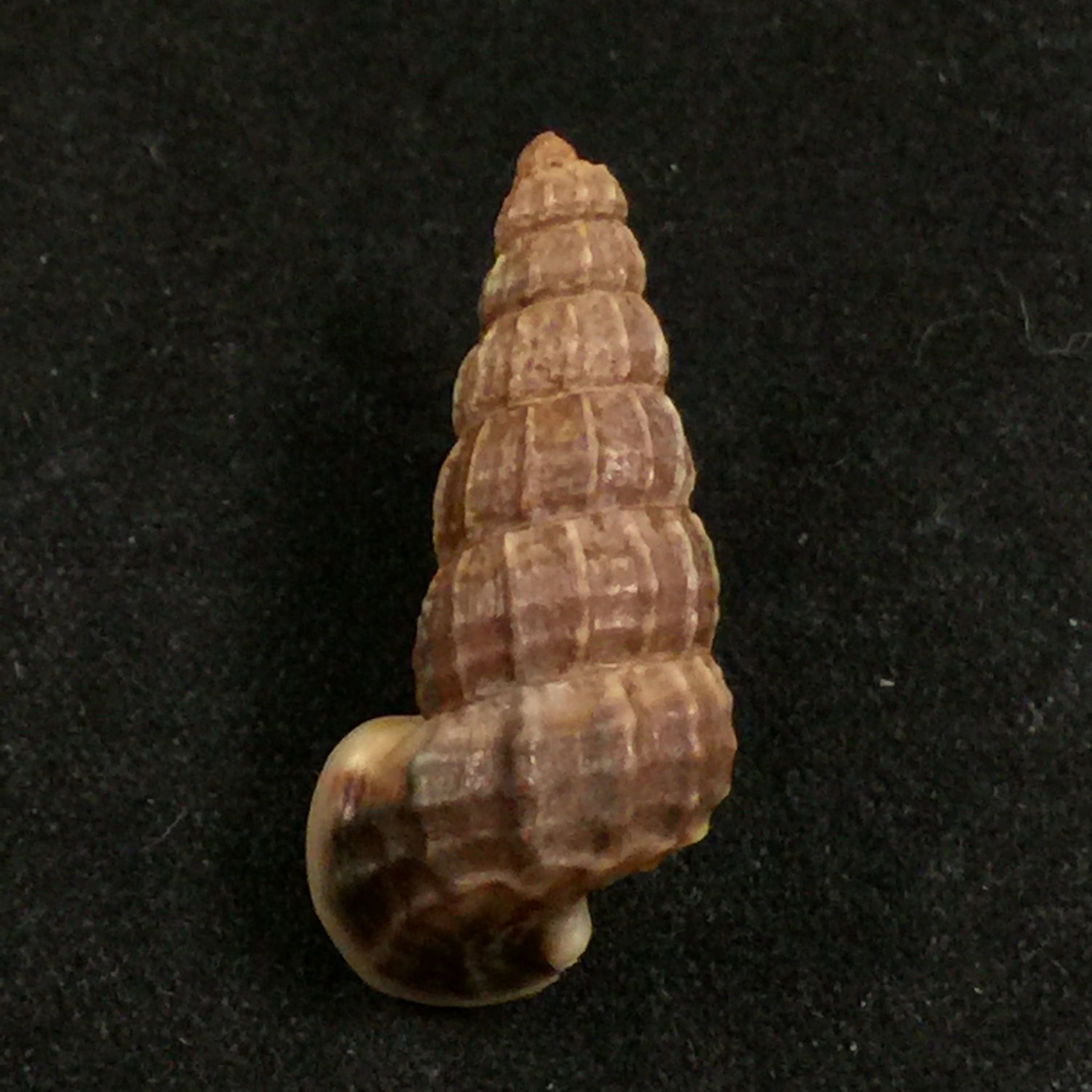 Cerithidea anticipata Iredale, 1929 - 25,7mm
