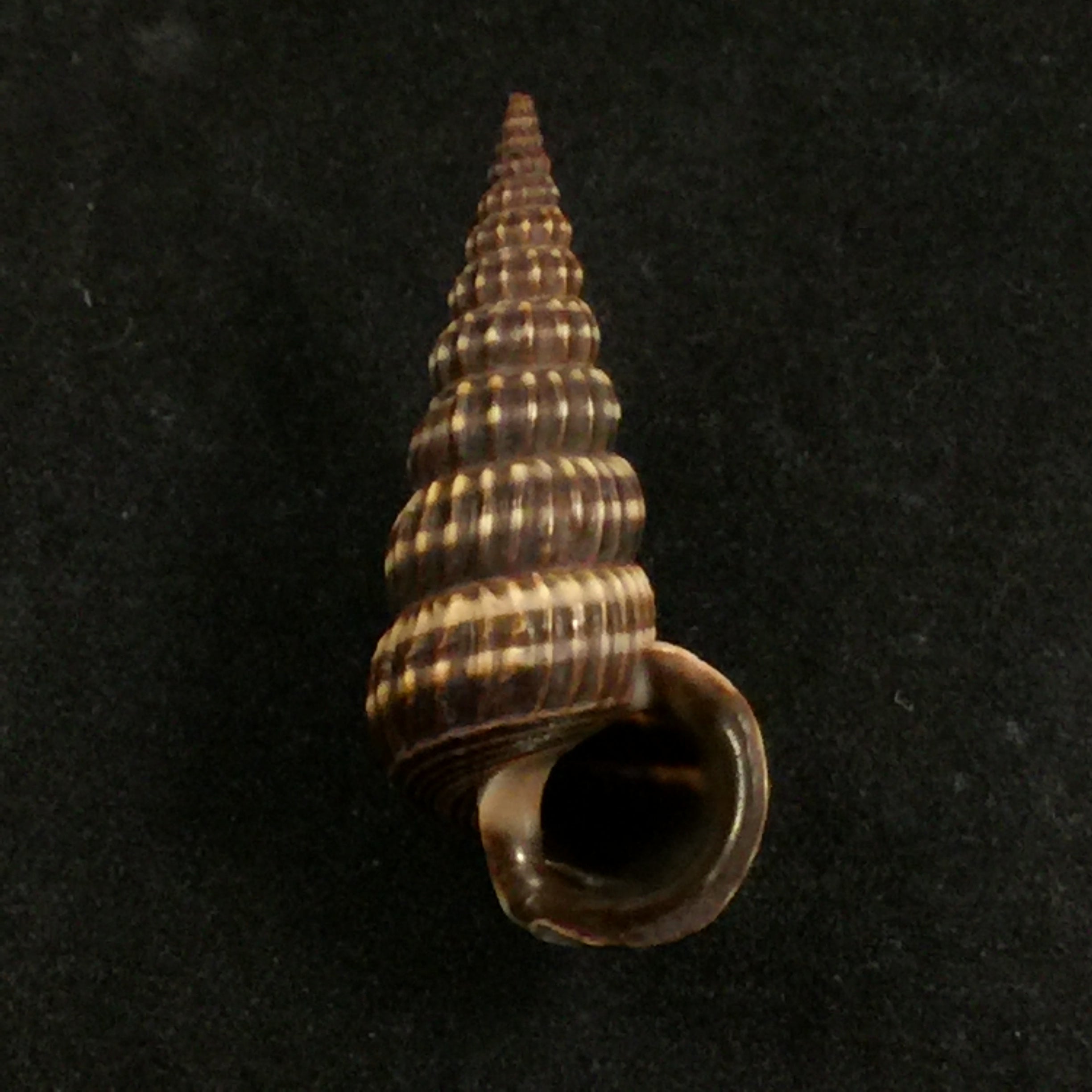 Cerithidea montagnei (d'Orbigny, 1839) - 34,5mm