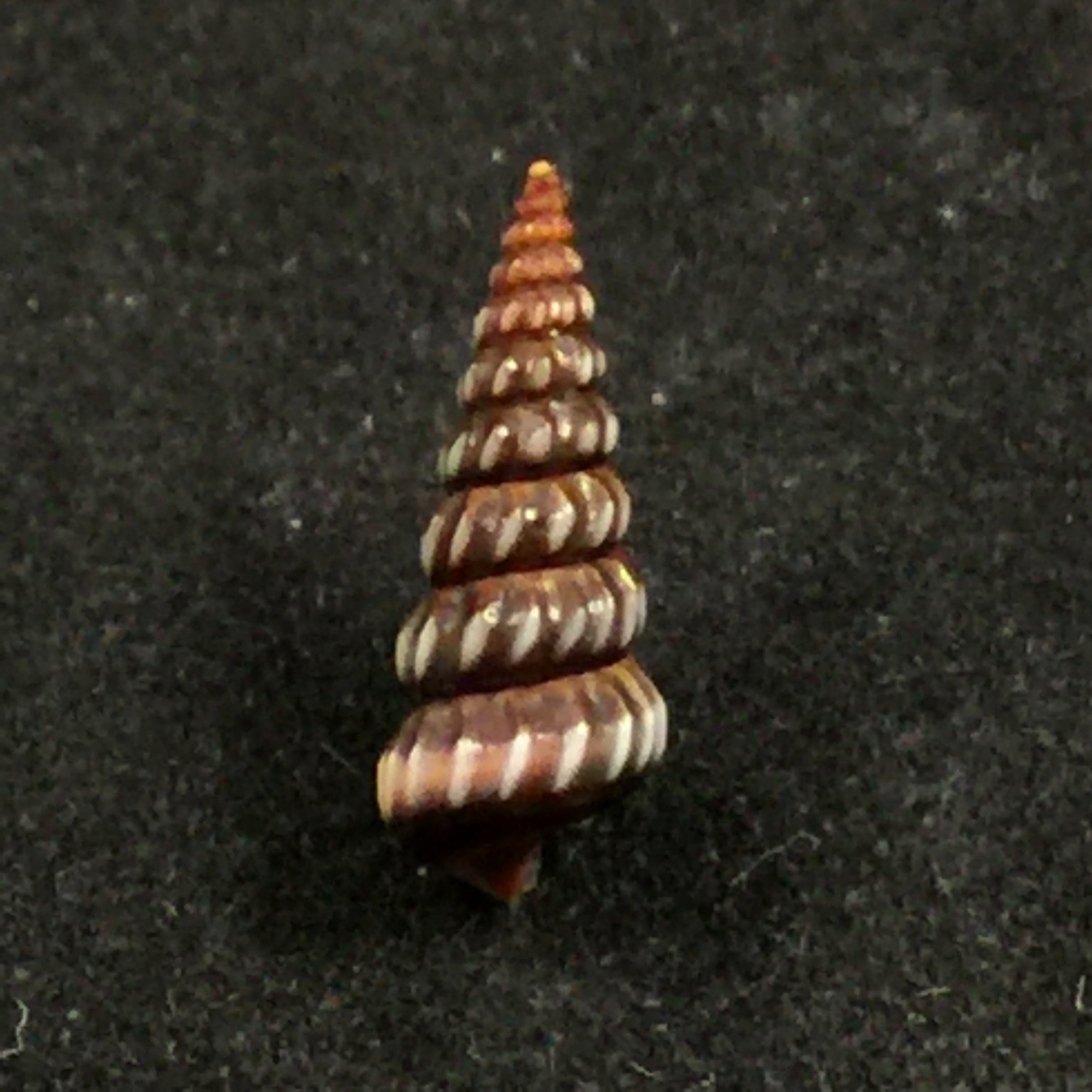 Cerithideopsis costata (da Costa, 1778) - 12,5mm