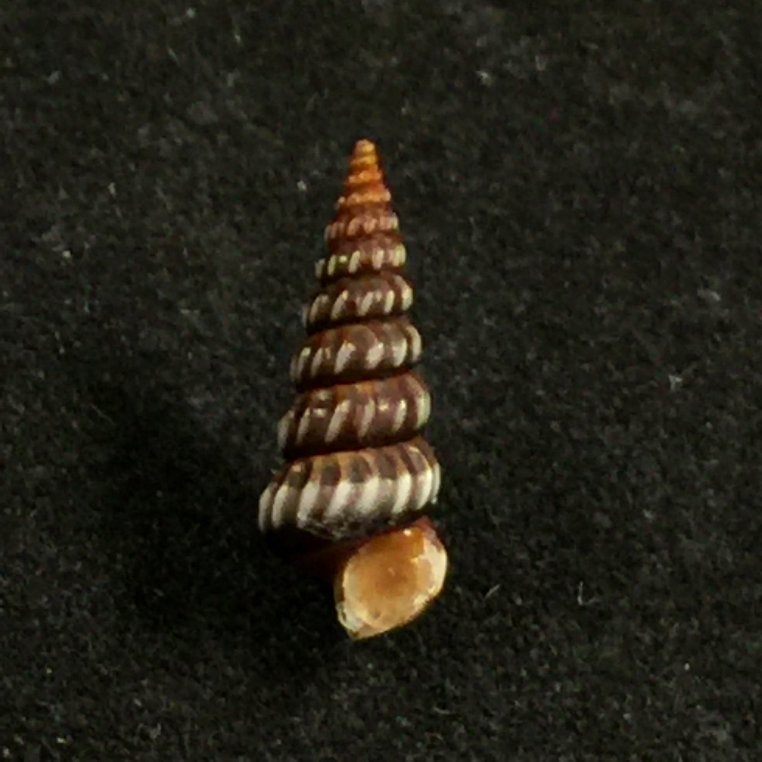 Cerithideopsis costata (da Costa, 1778) - 12,5mm