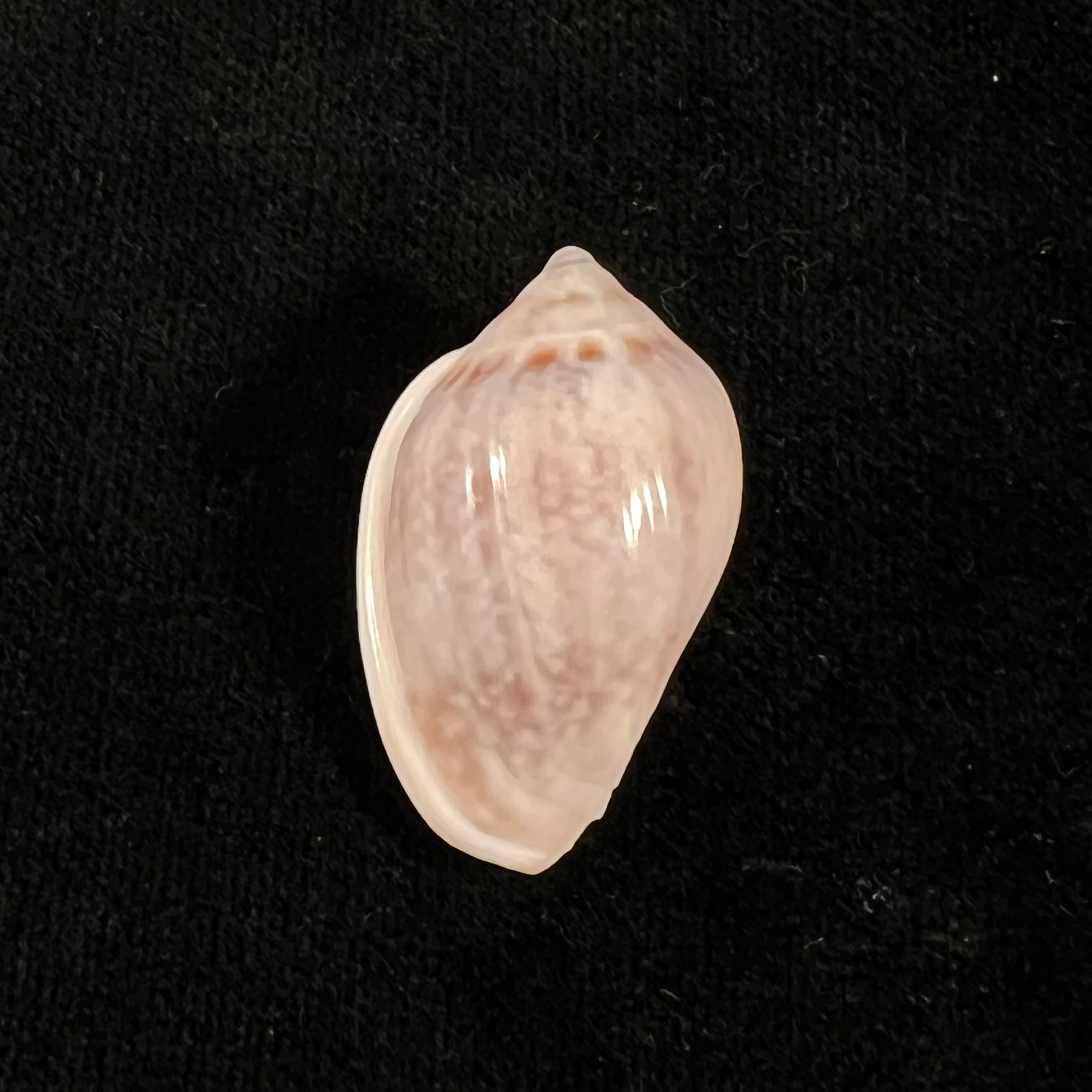 Marginella glabella (Linnaeus, 1758) - 33,1mm